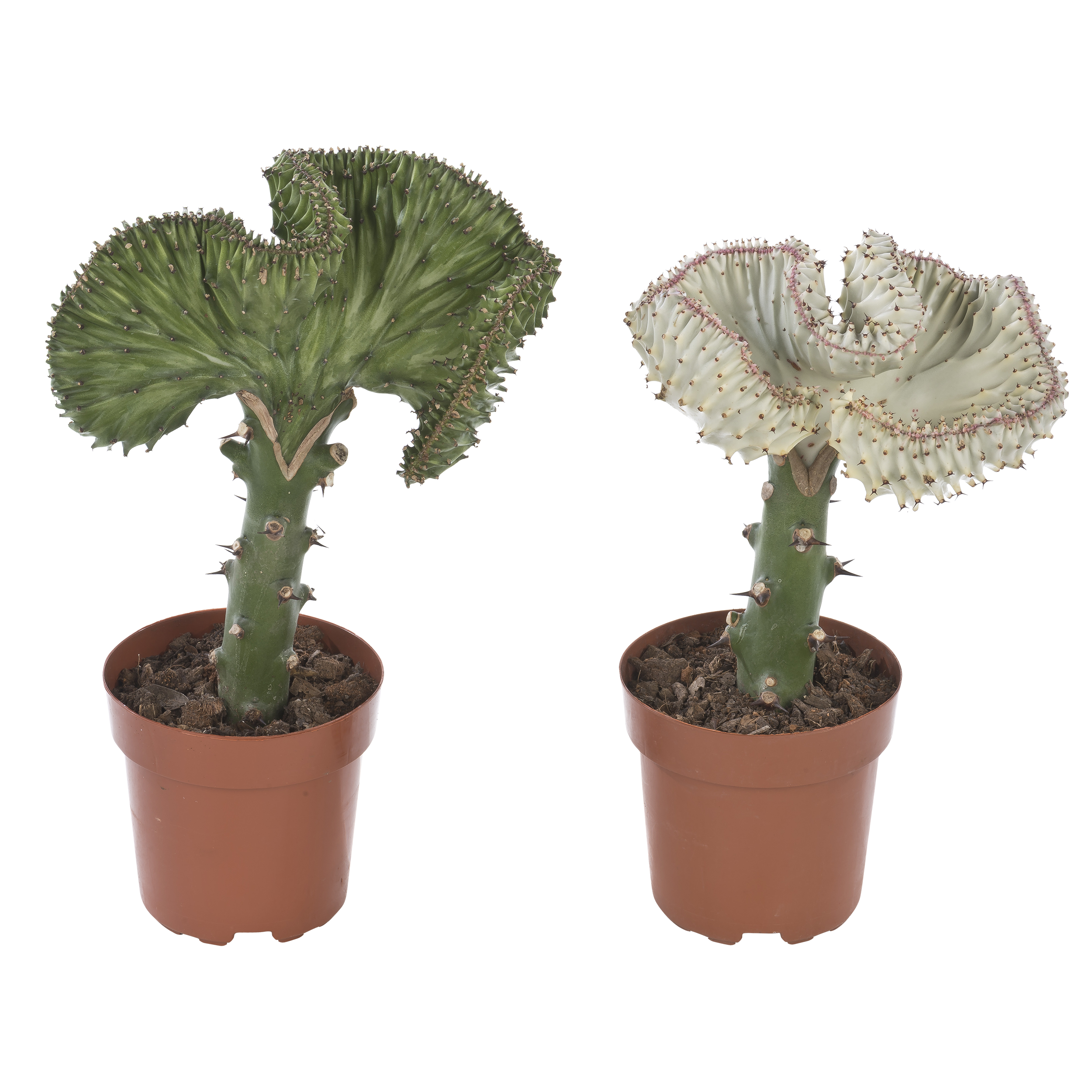 Wilczomlecz mleczny Euphorbia Lactea Cristata mix 35 cm
