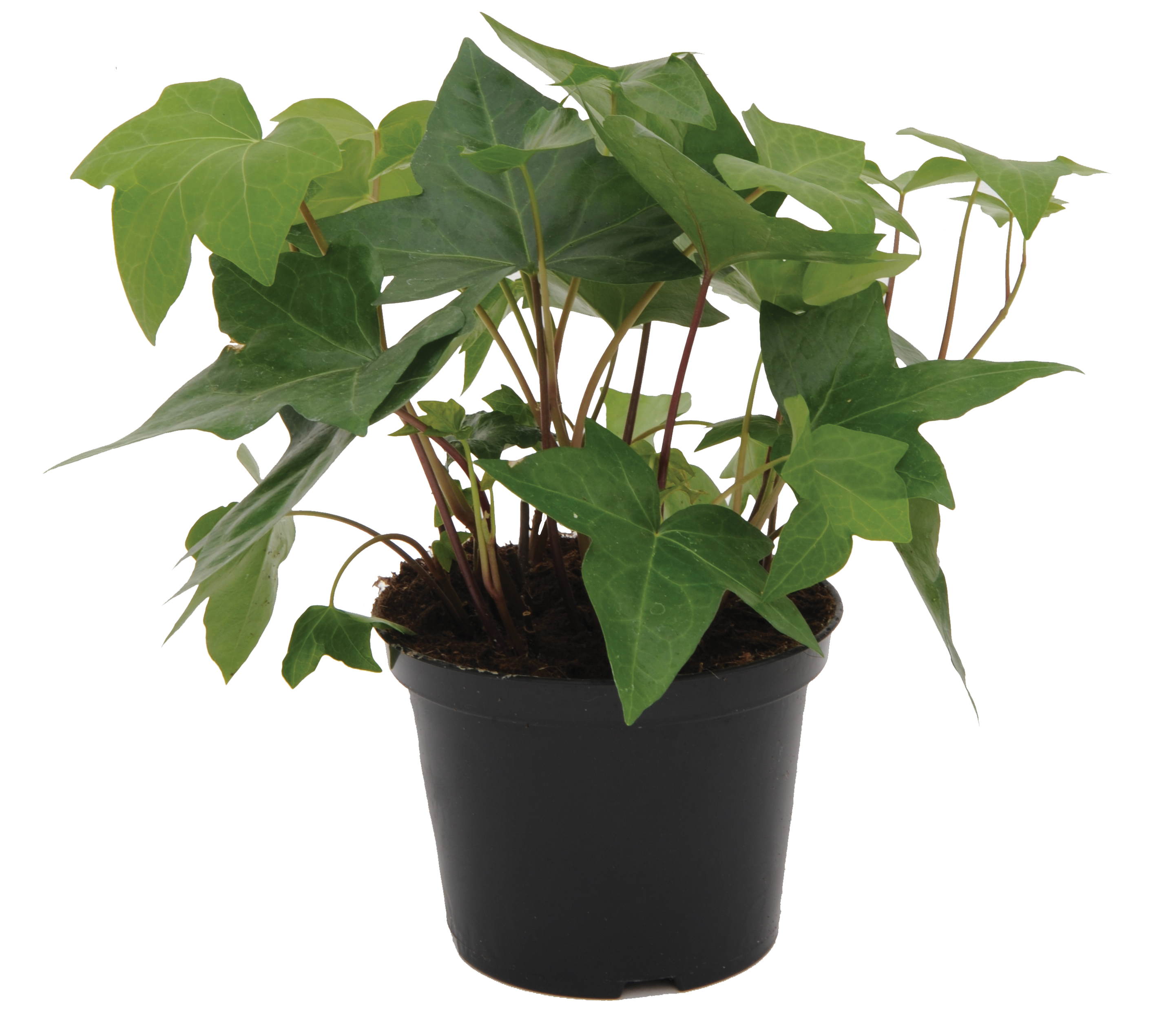 Bluszcz Hedera 20-25 cm