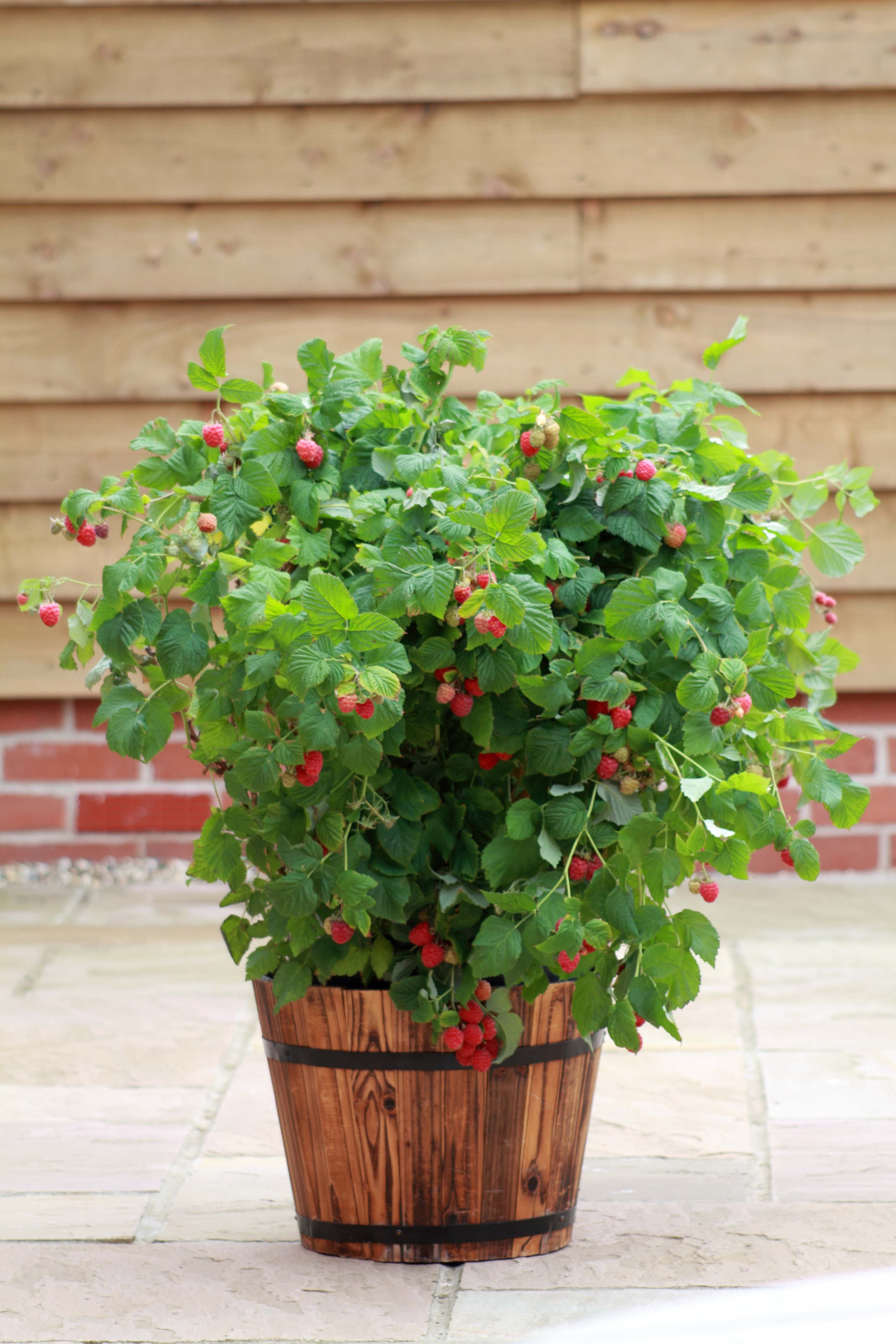 Malina In Your Patio 15-20 cm Berry&More™ - 3