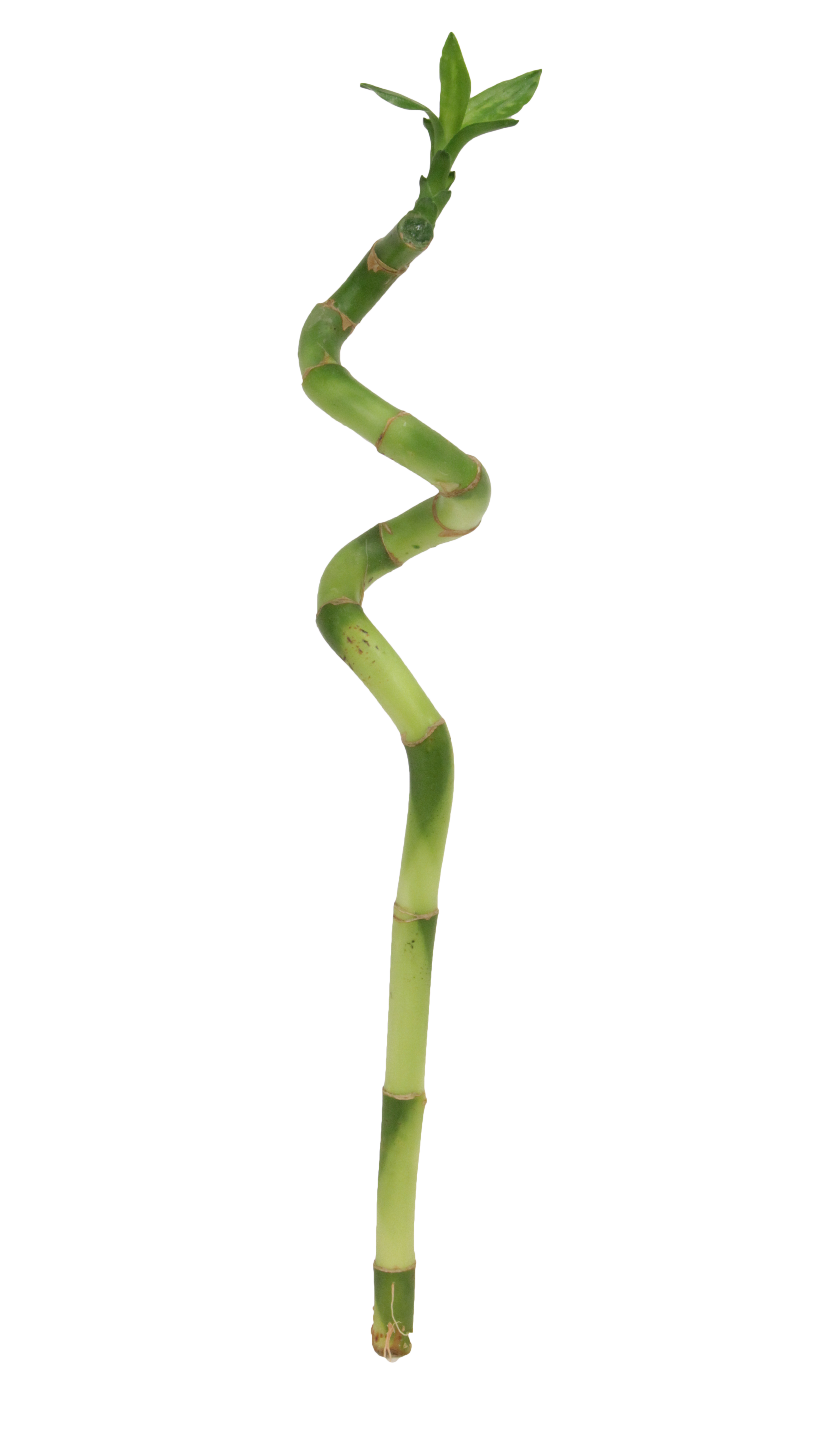 Dracena Lucky Bamboo Spirala 50 cm