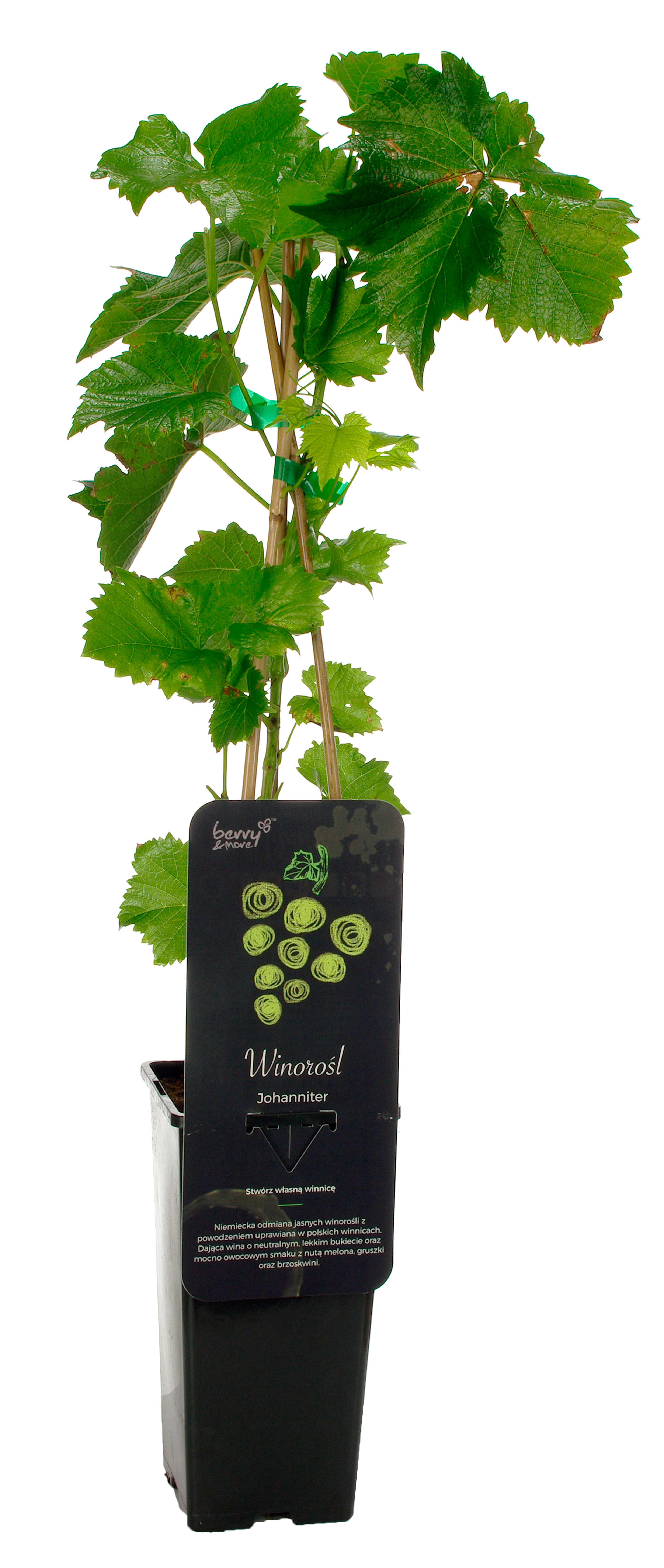 Winorośl biała mix 40 cm Berry&amp;More™