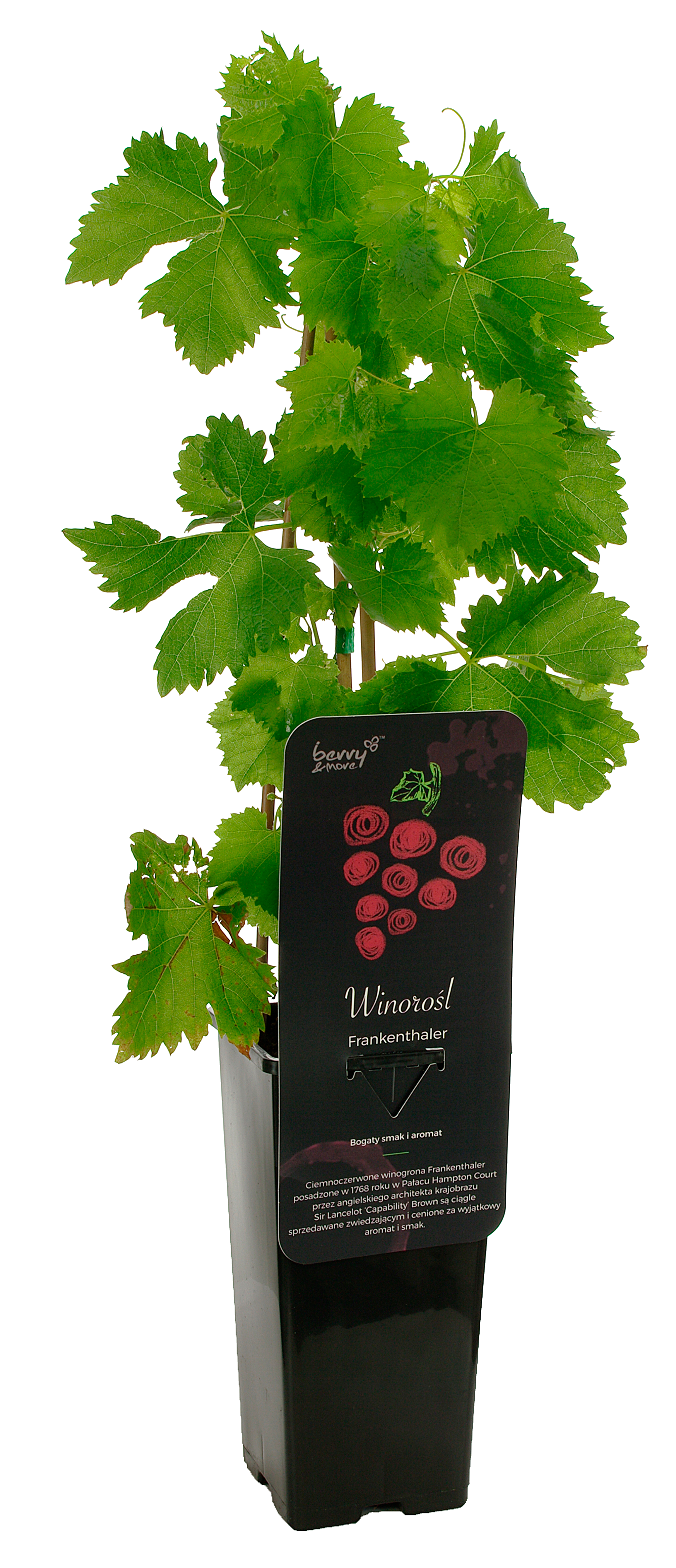 Winorośl 40 cm Berry&amp;More™