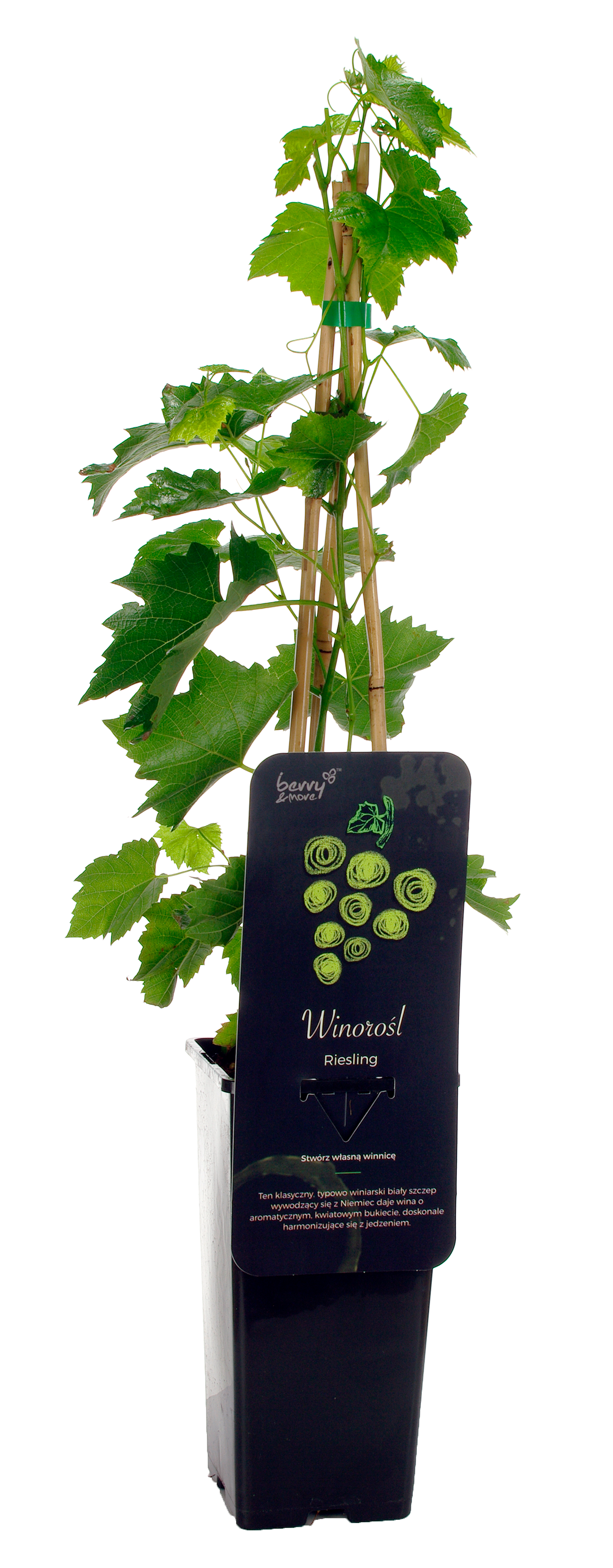 Winorośl biała mix 40 cm Berry&More™ - 4