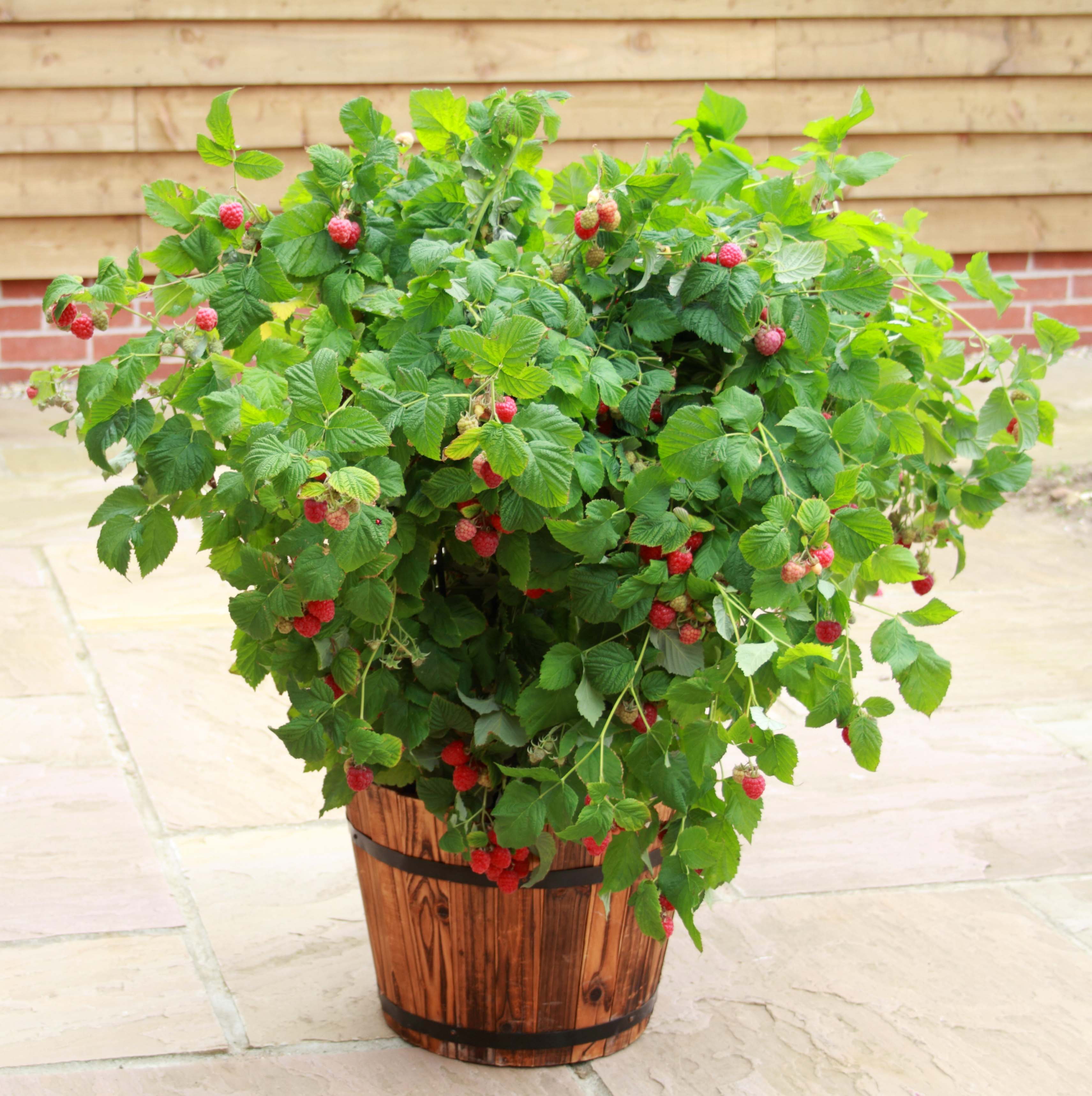 Malina In Your Patio 15-20 cm Berry&More™ - 2
