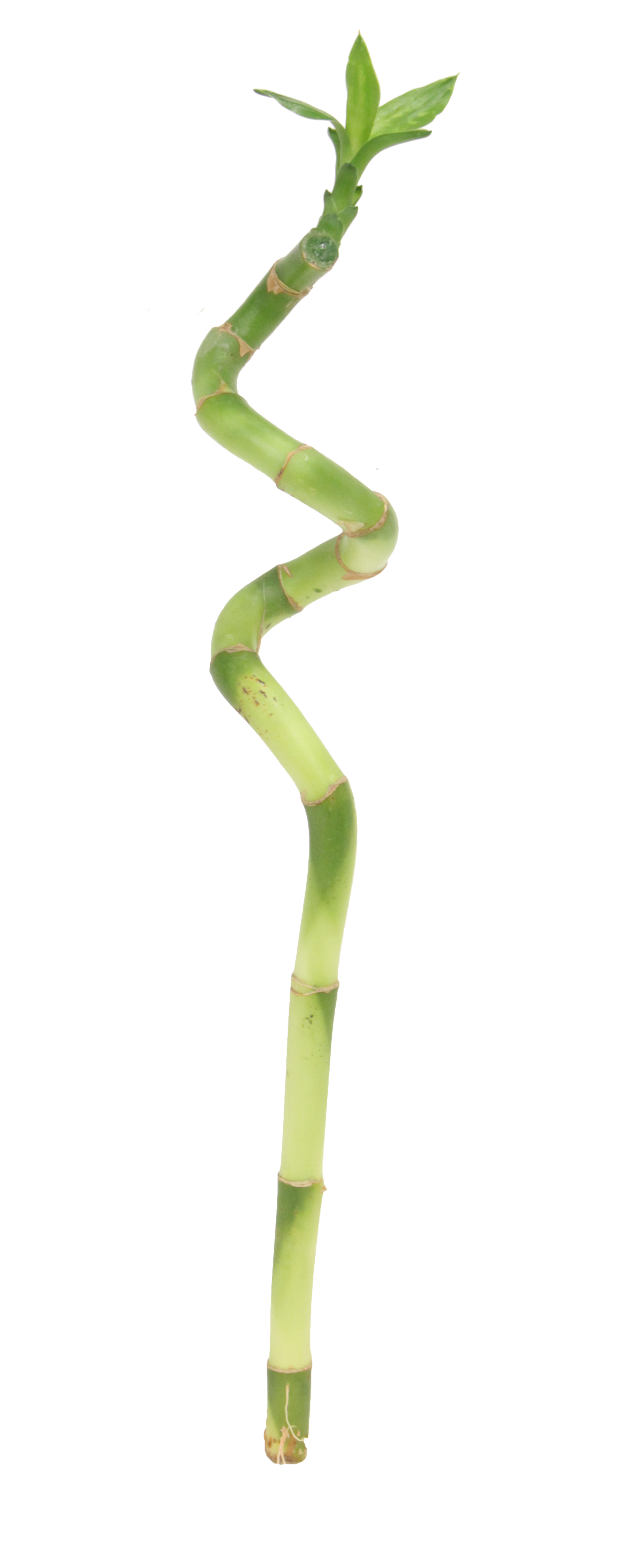 Dracena Lucky Bamboo Spirala 30 cm