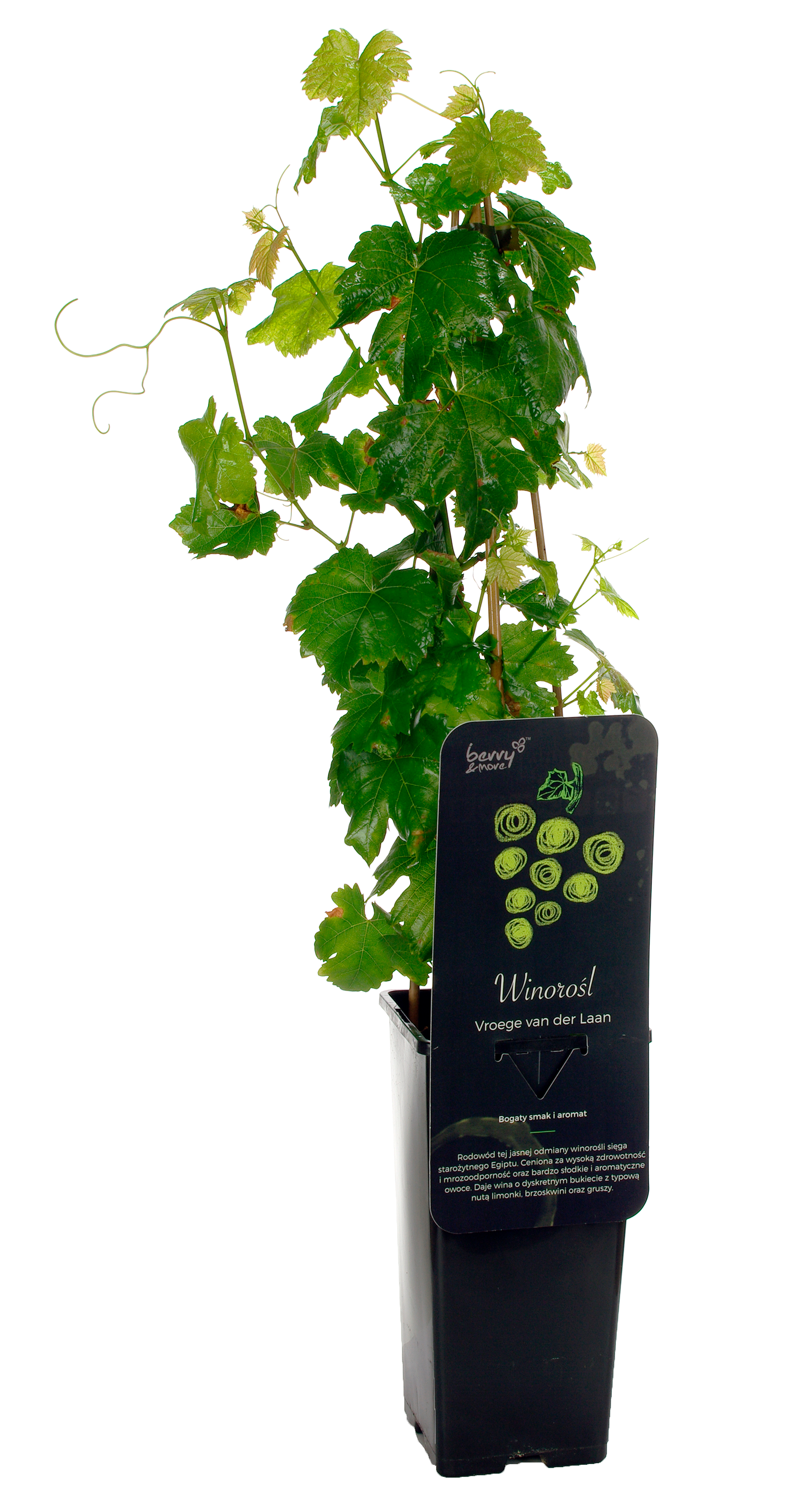 Winorośl biała mix 40 cm Berry&More™ - 3