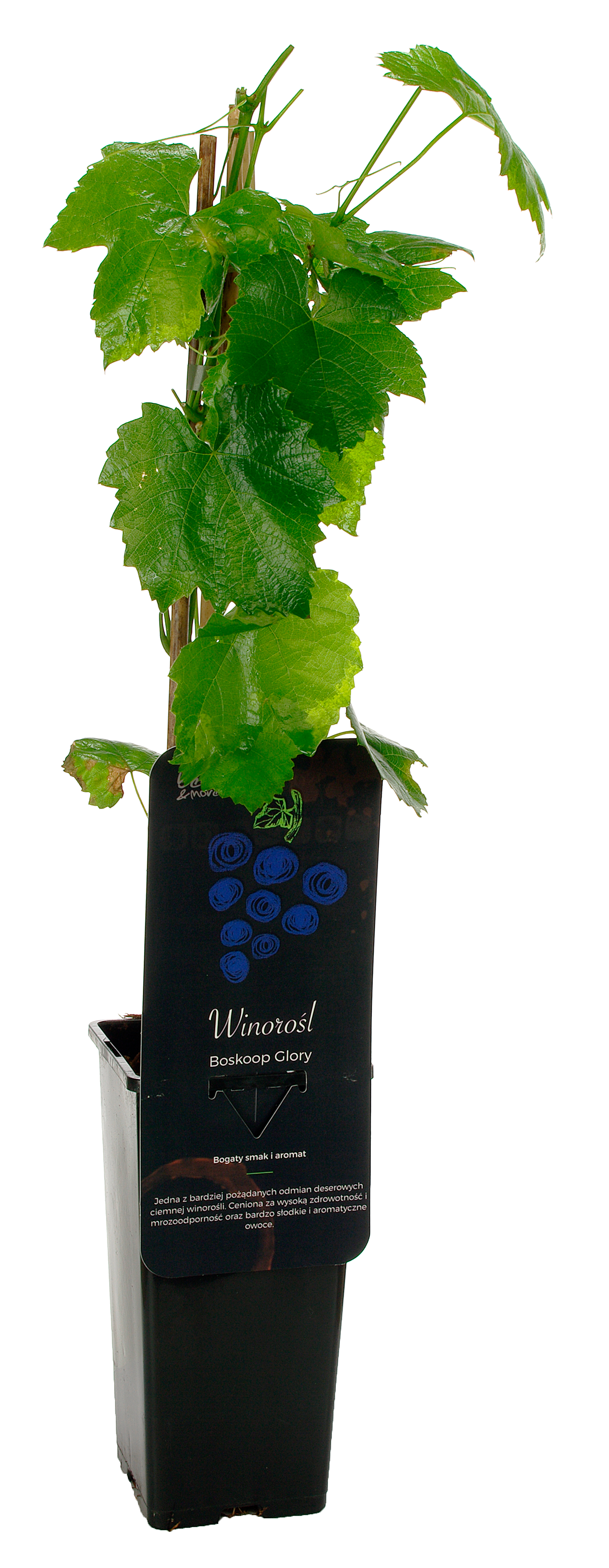 Winorośl granatowa mix 40 cm Berry&amp;More™