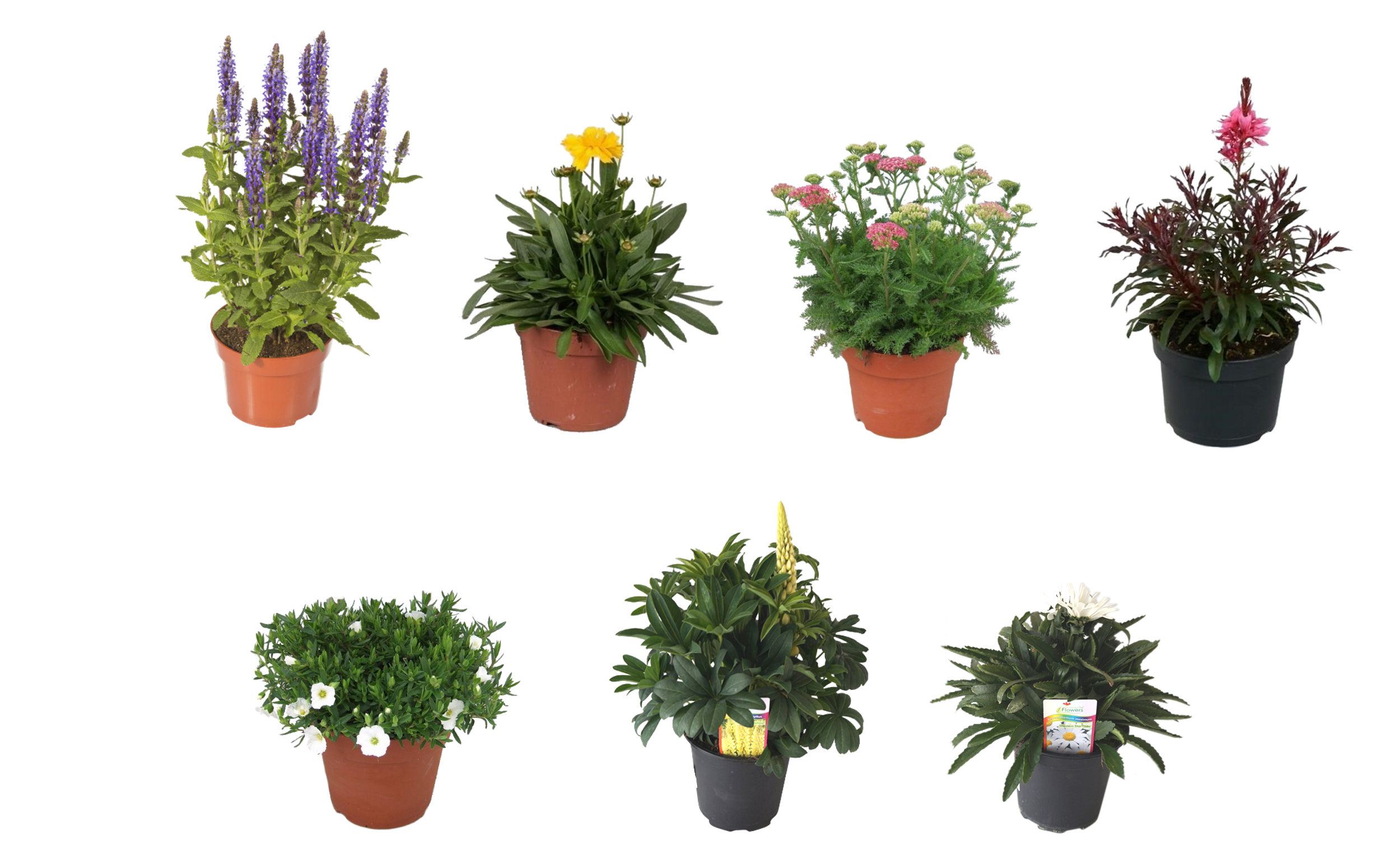 Byliny mix 15-30 cm