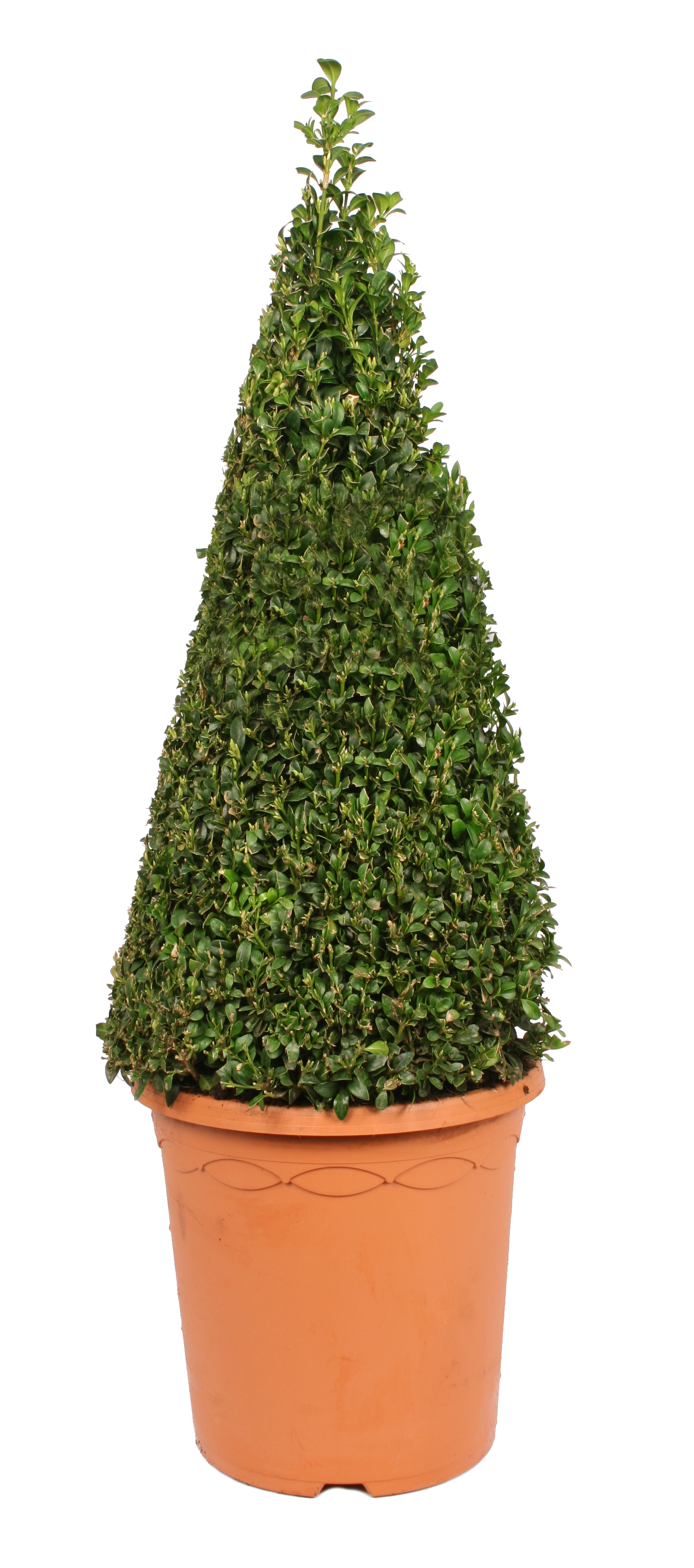 Bukszpan wieczniezielony stożek 50-60 cm
