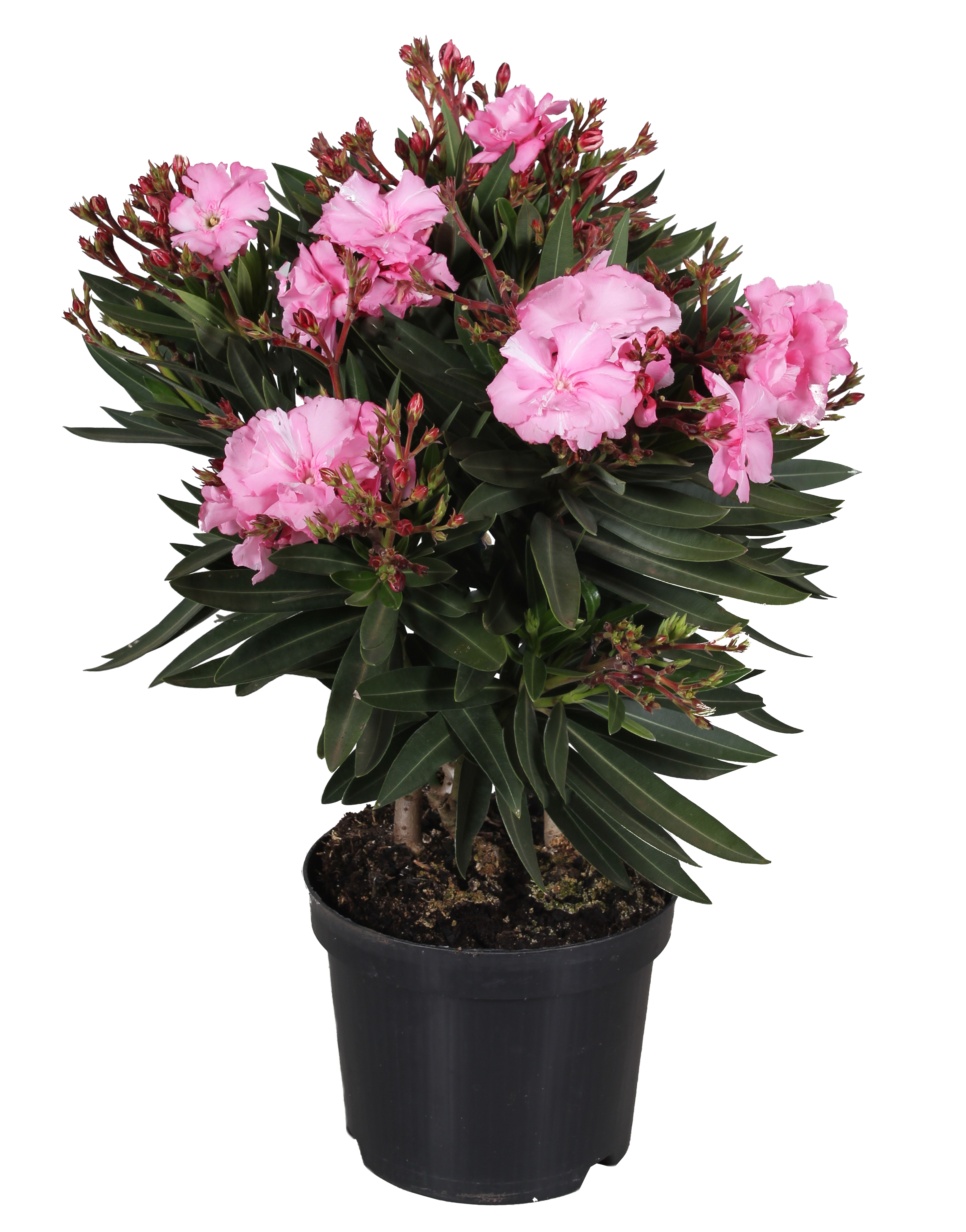 Oleander mix 45-55 cm