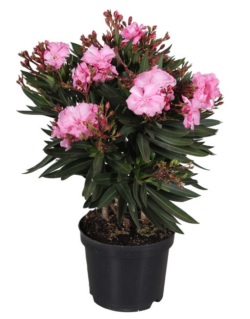 Oleander mix 45 55 cm 45483004