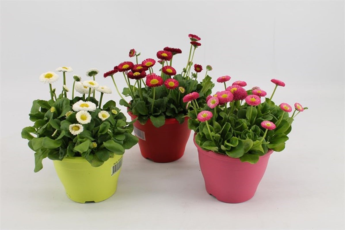 Roślina kępiasta mix Stokrotka 15 - 20 cm