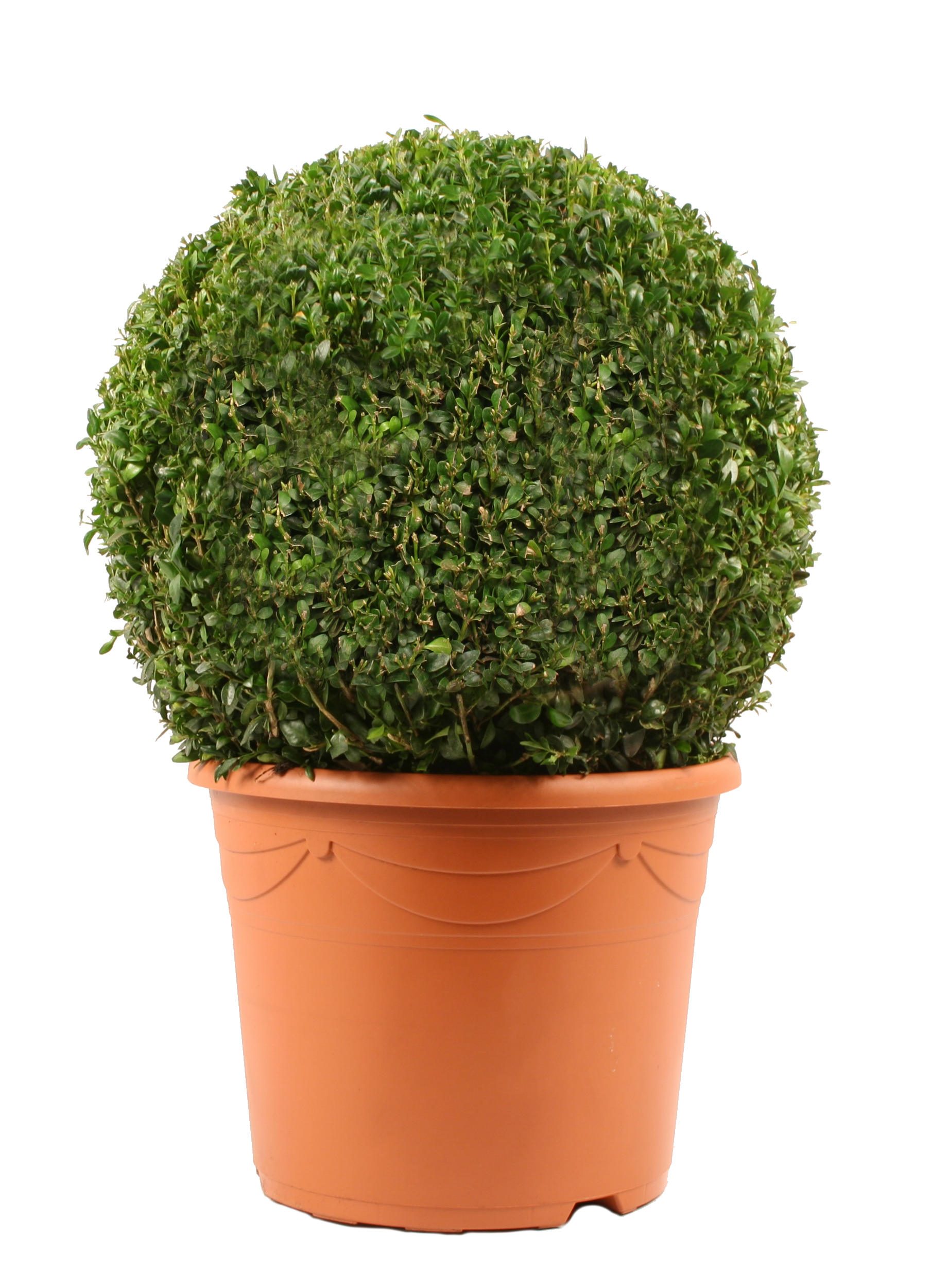 Bukszpan wieczniezielony kula 28-30 cm