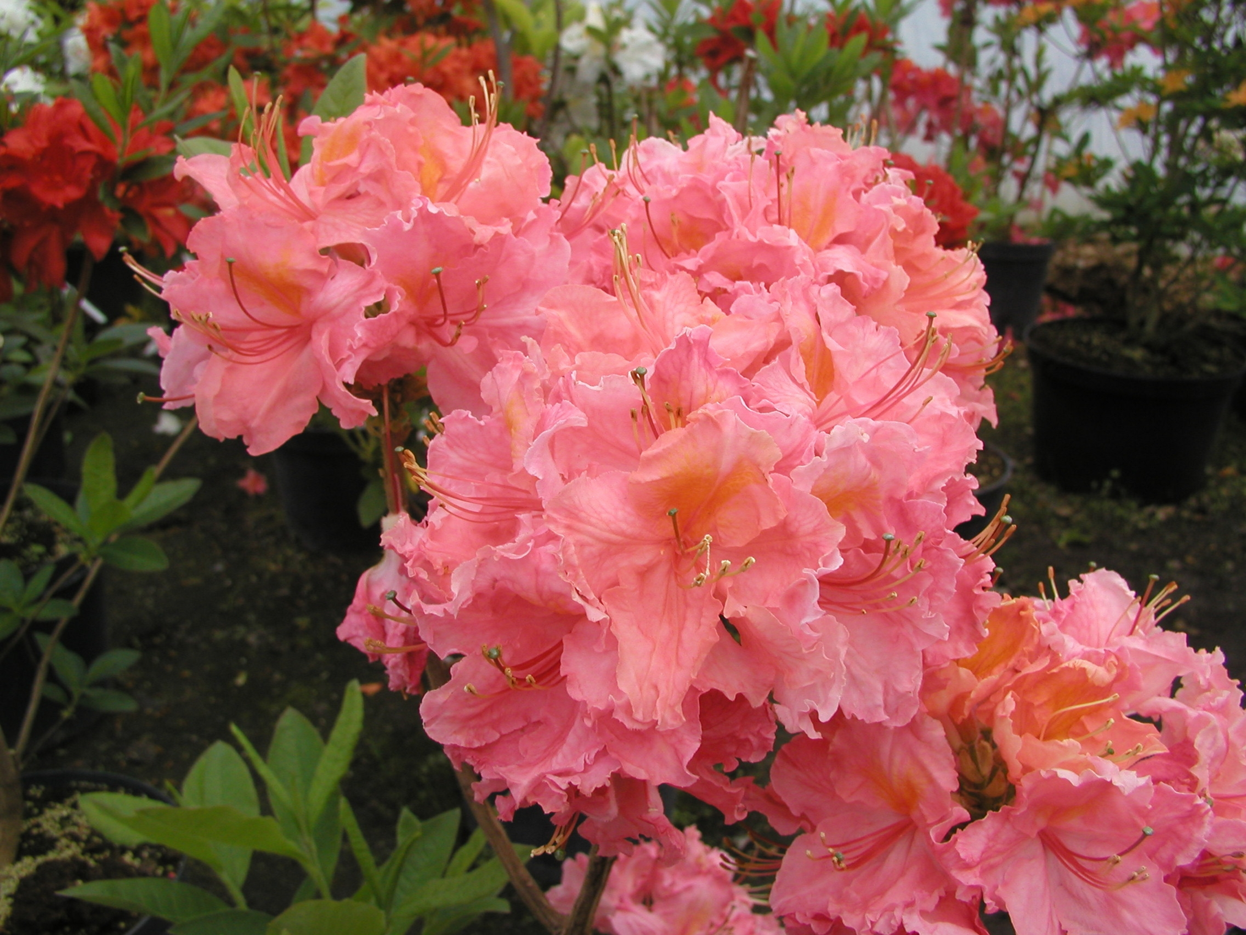 Azalia wielkokwiatowa mix 35-40 cm - 2