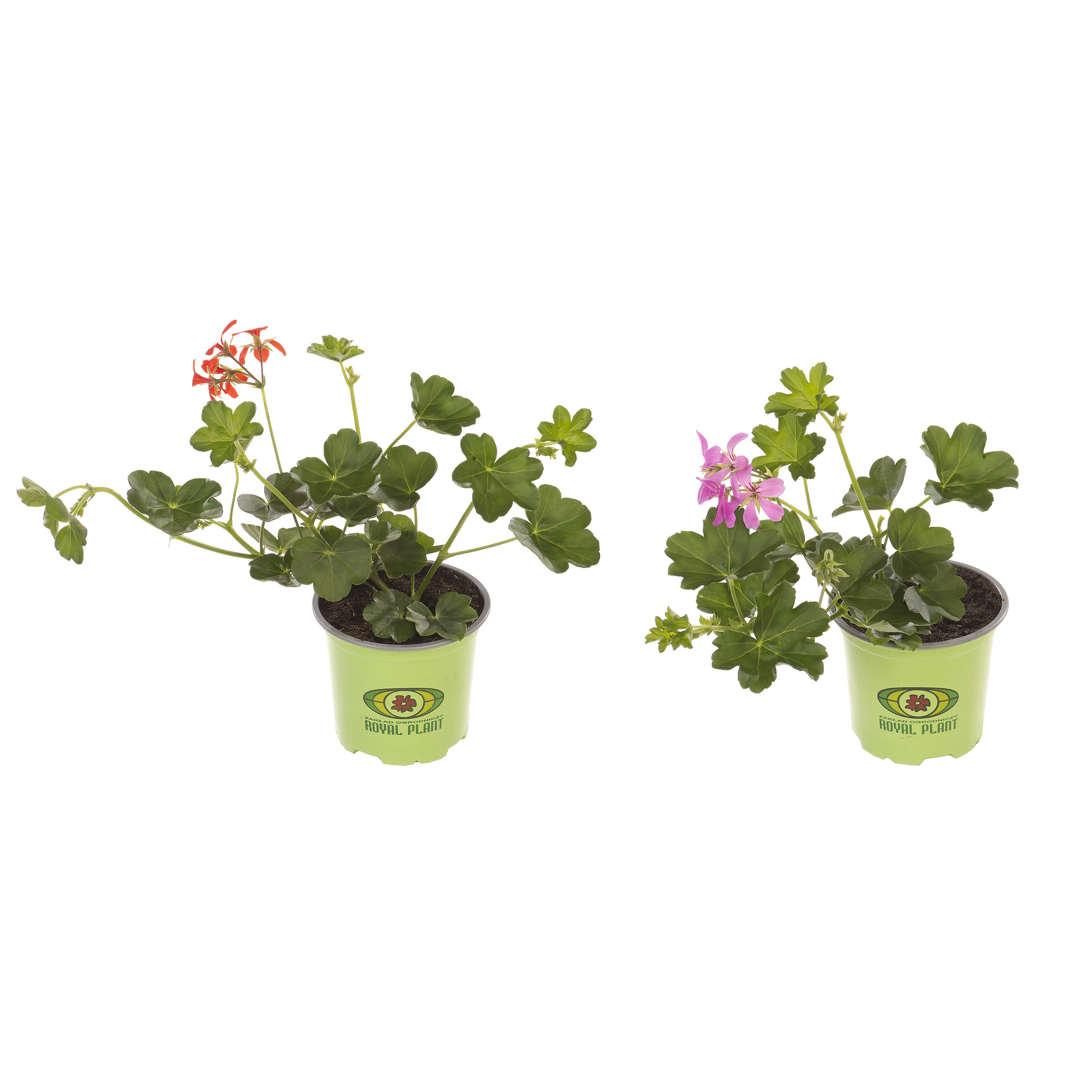Pelargonia bluszczolistna mix 15-30 cm