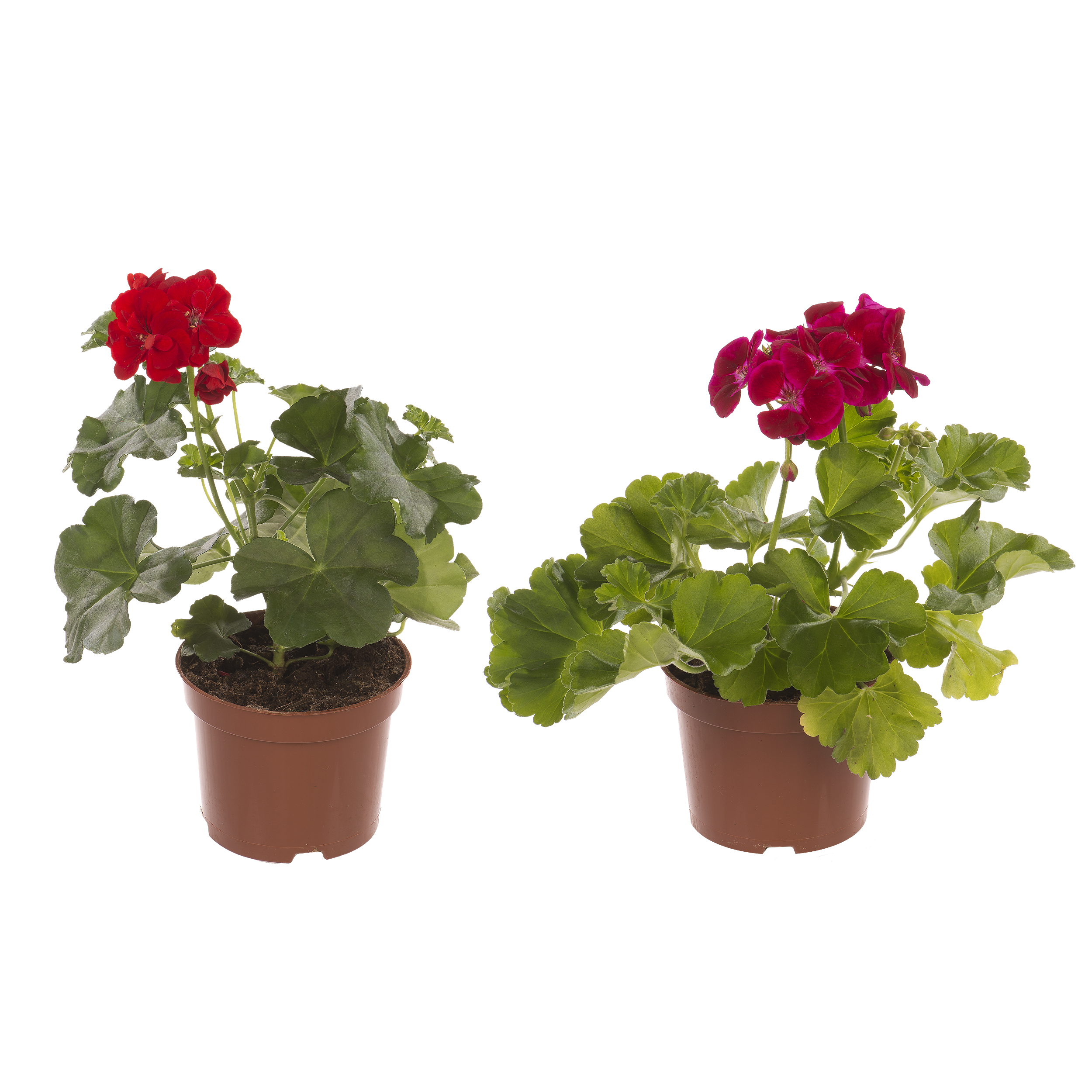 Pelargonia mix 15 - 30 cm