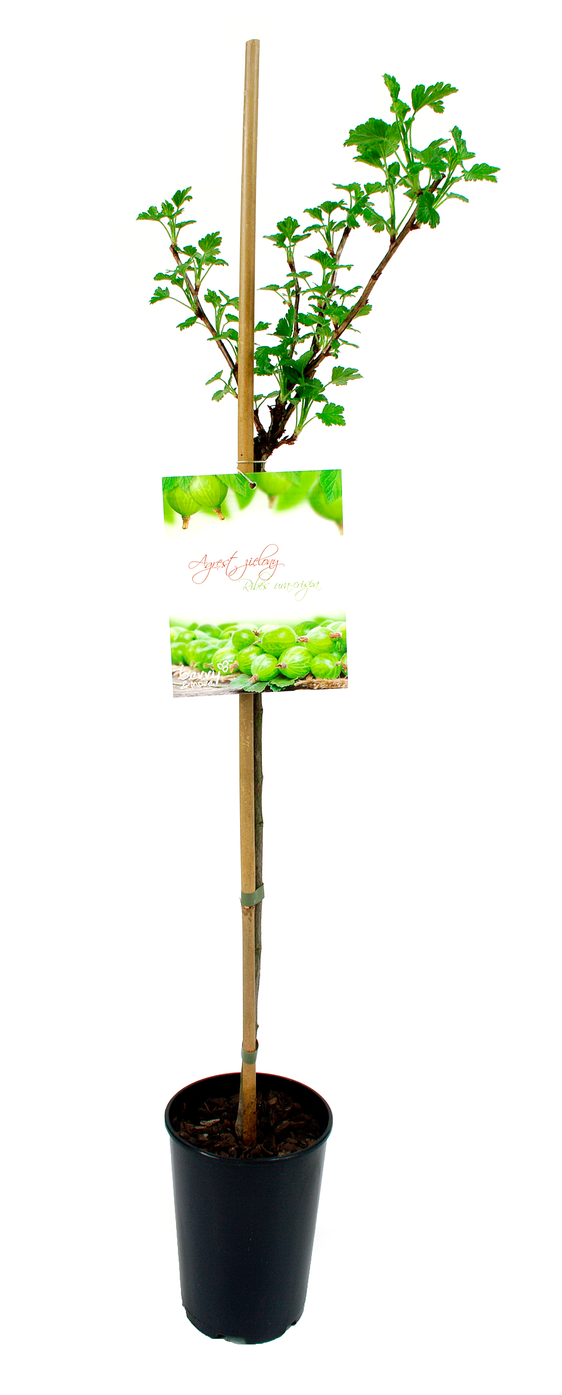 Agrest zielony 80 cm Berry&amp;More™