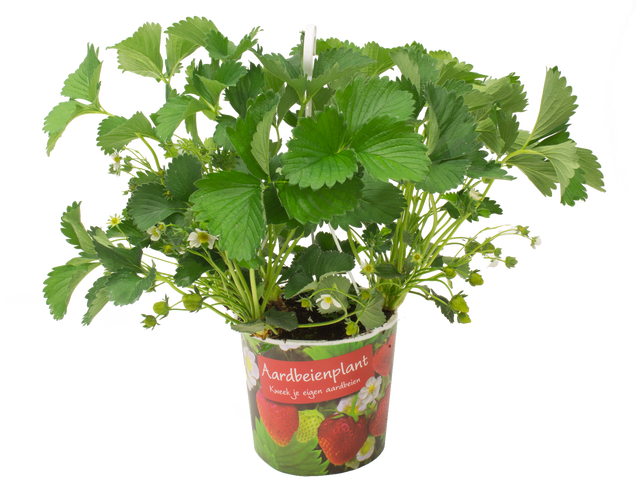 Truskawka wisząca 50 cm