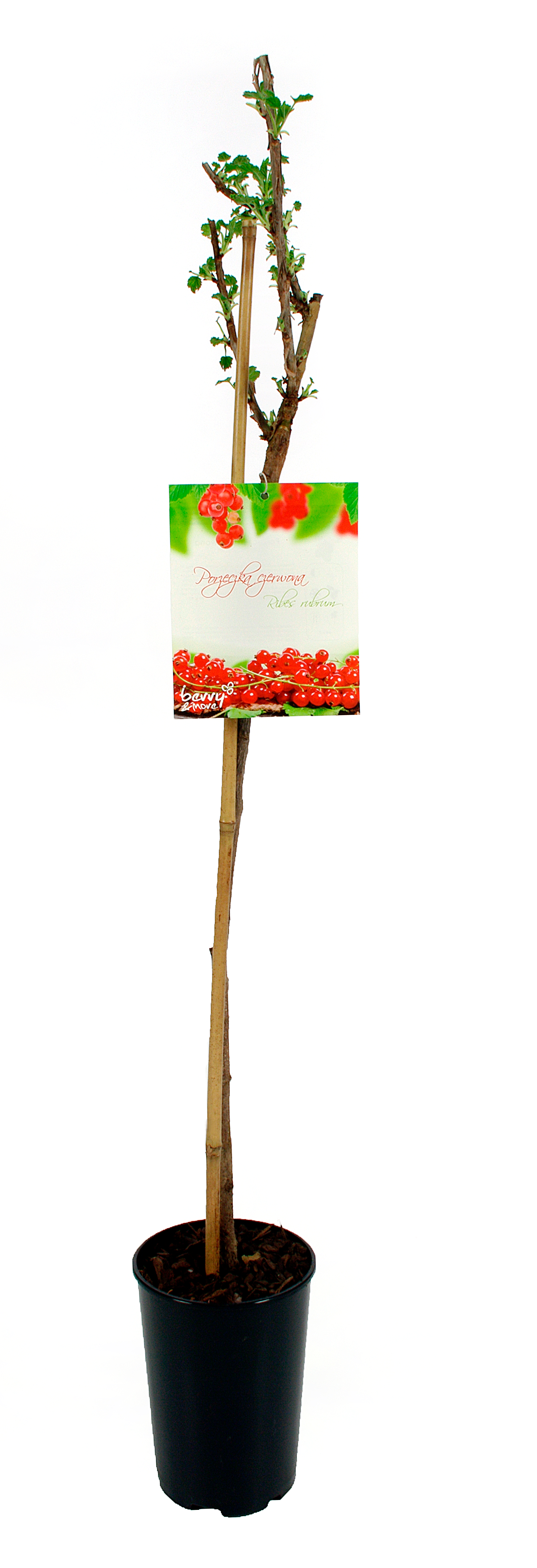 Porzeczka czerwona 80 cm Berry&amp;More™
