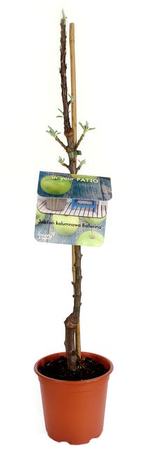 Jablon 60 80 cm berry more 45444441