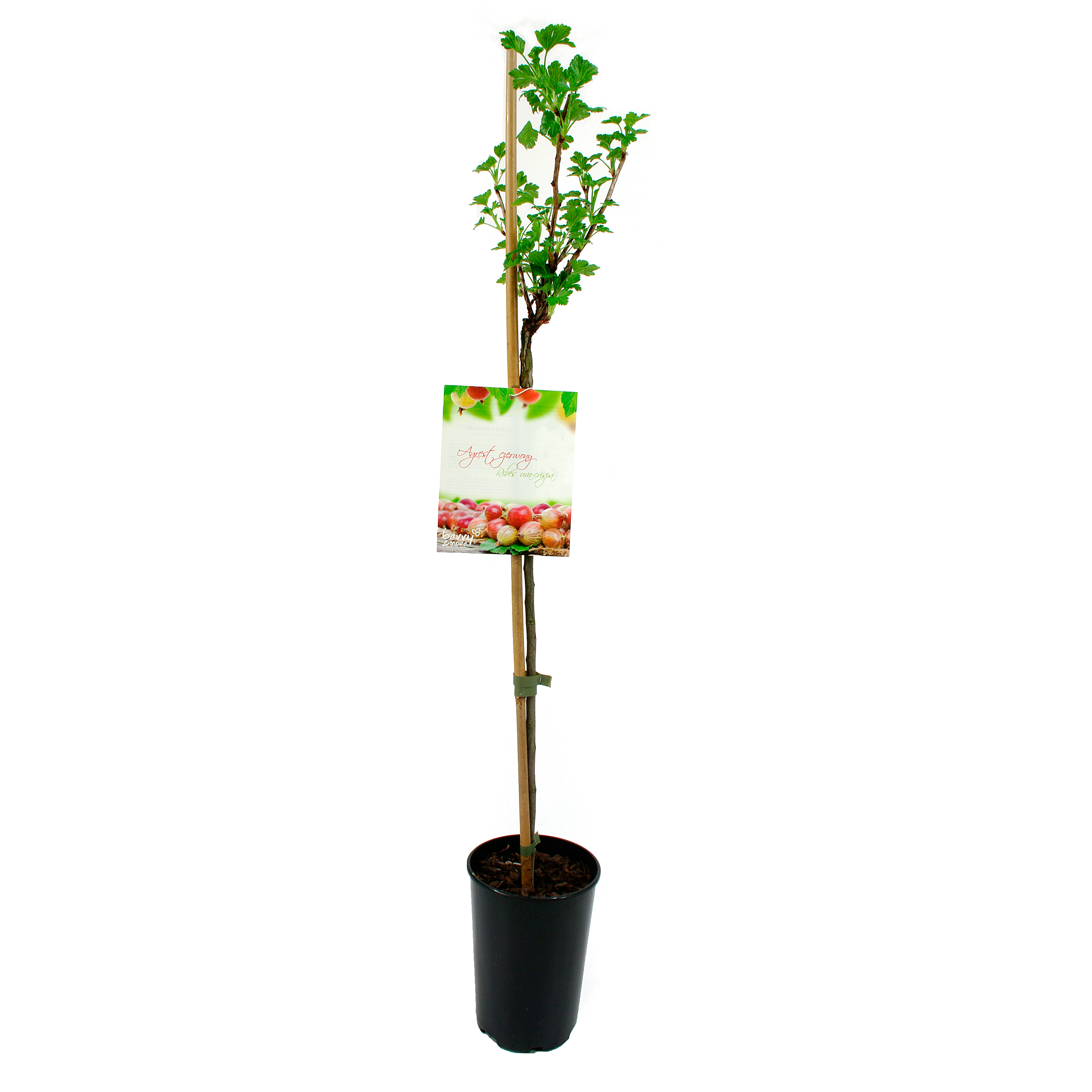 Agrest czerwony 80 cm Berry&amp;More™