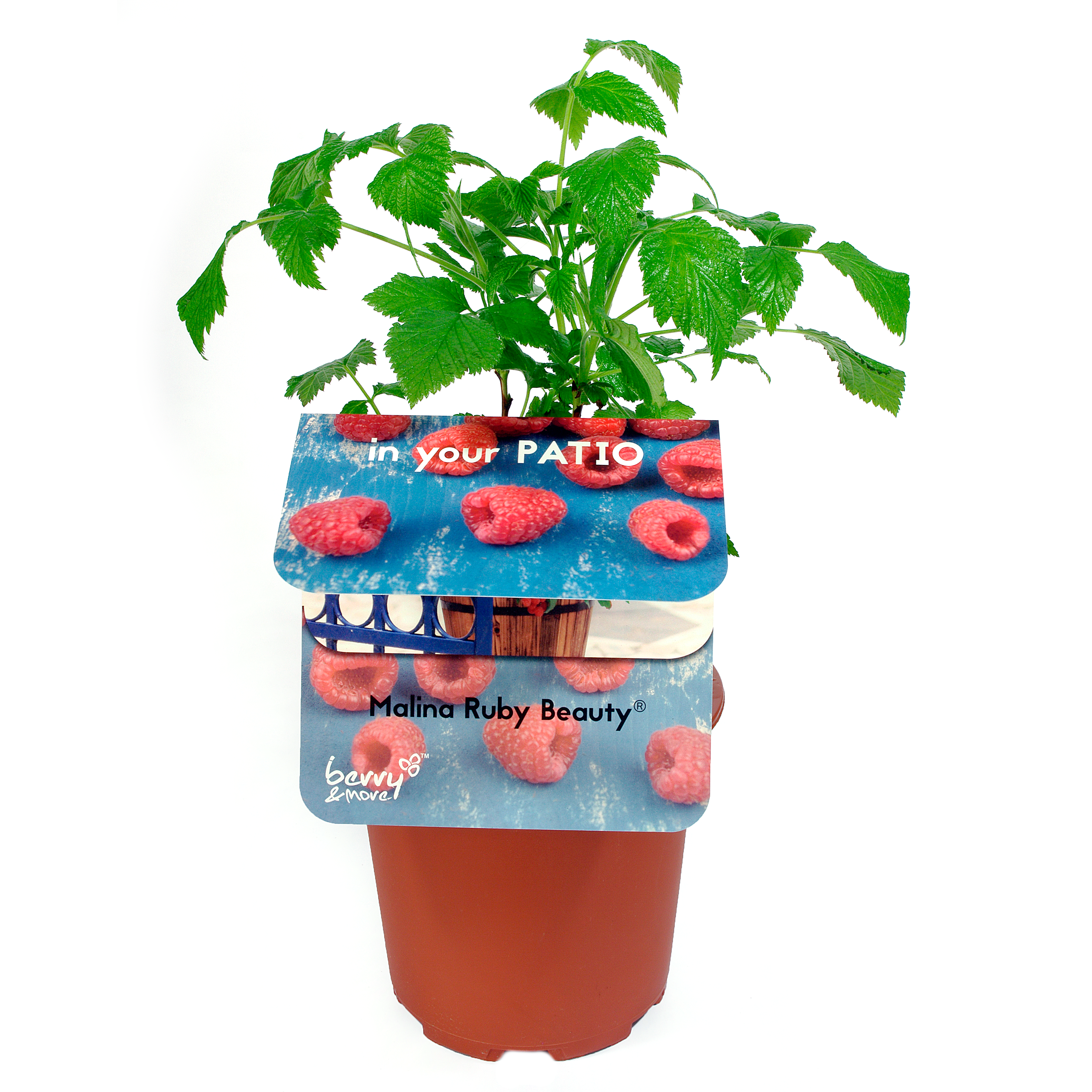 Malina In Your Patio 15-20 cm Berry&amp;More™