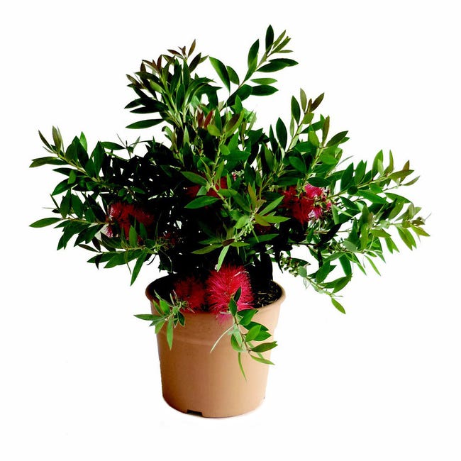 Kuflik 50 60 cm 45218642