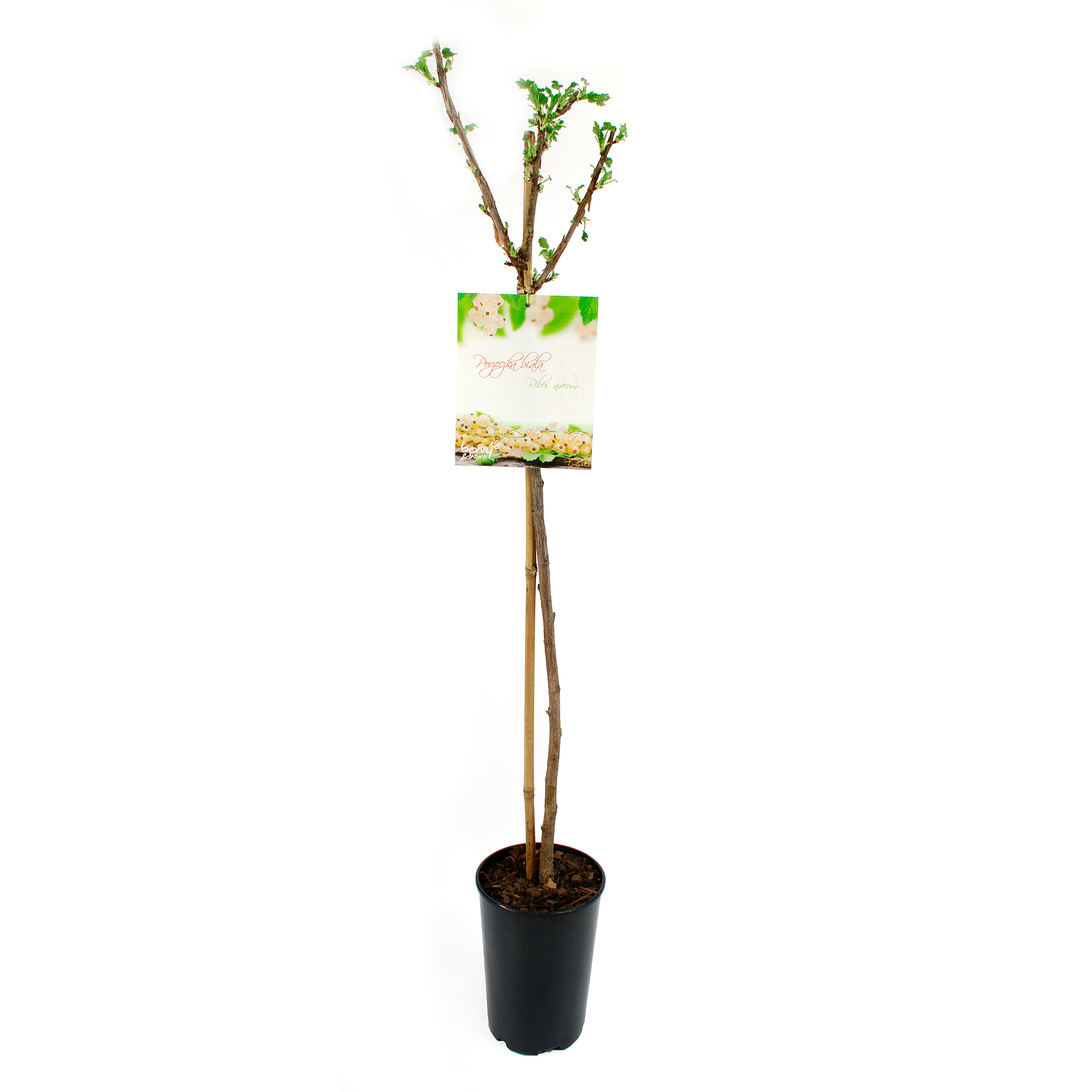 Porzeczka biała 80 cm Berry&amp;More™
