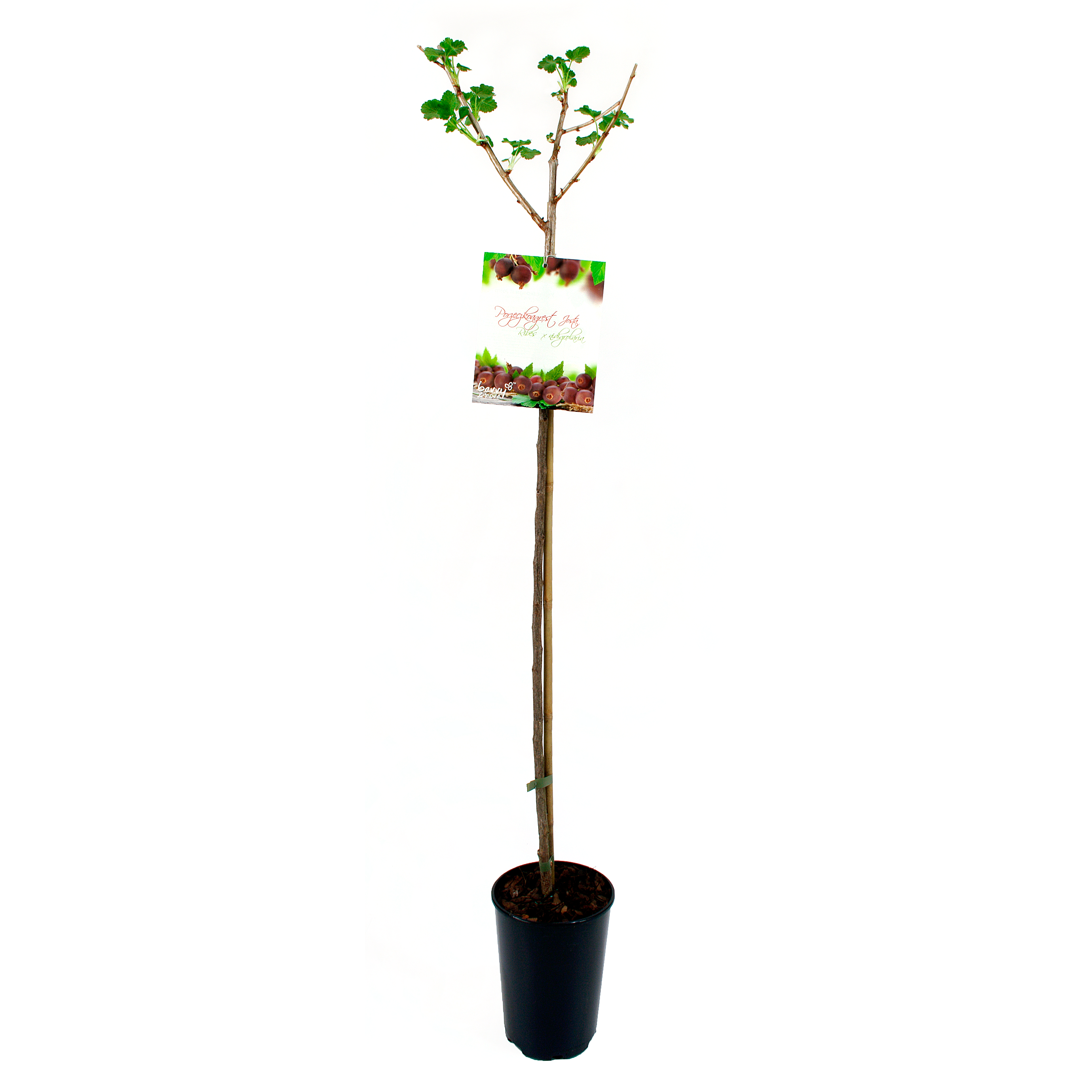 Porzeczkoagrest 80 cm Berry&amp;More™