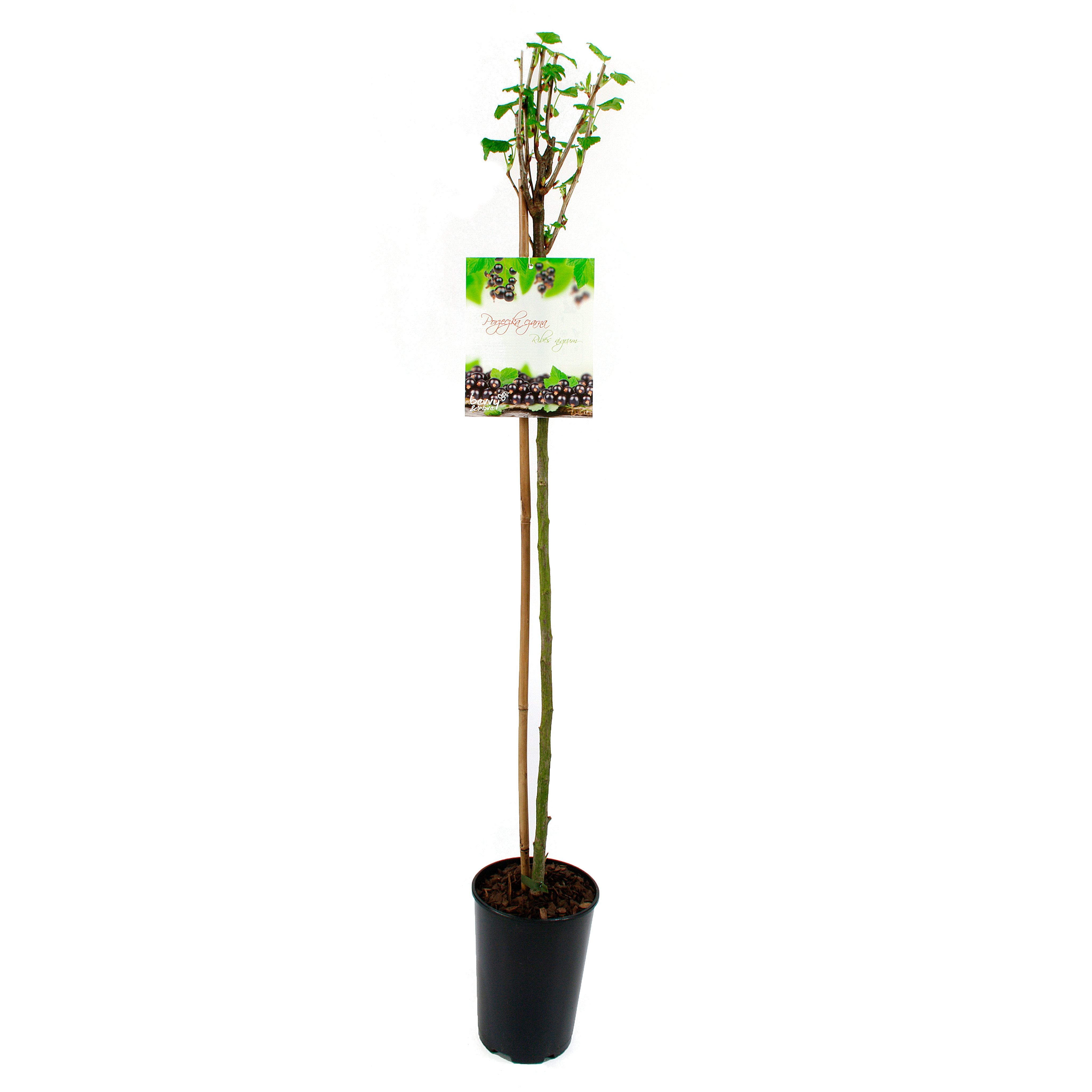 Porzeczka czarna 80 cm Berry&amp;More™