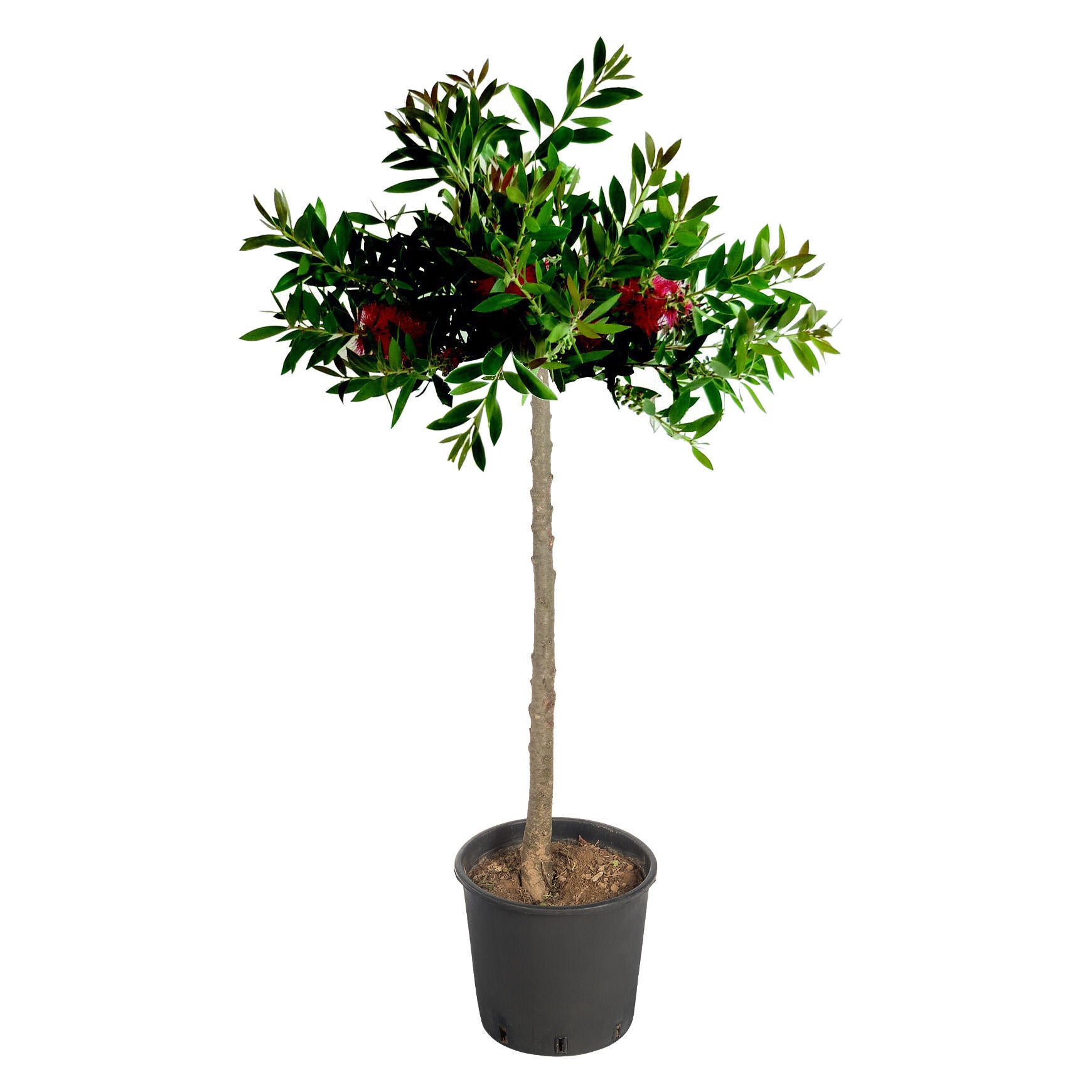 Kuflik 100-110 cm