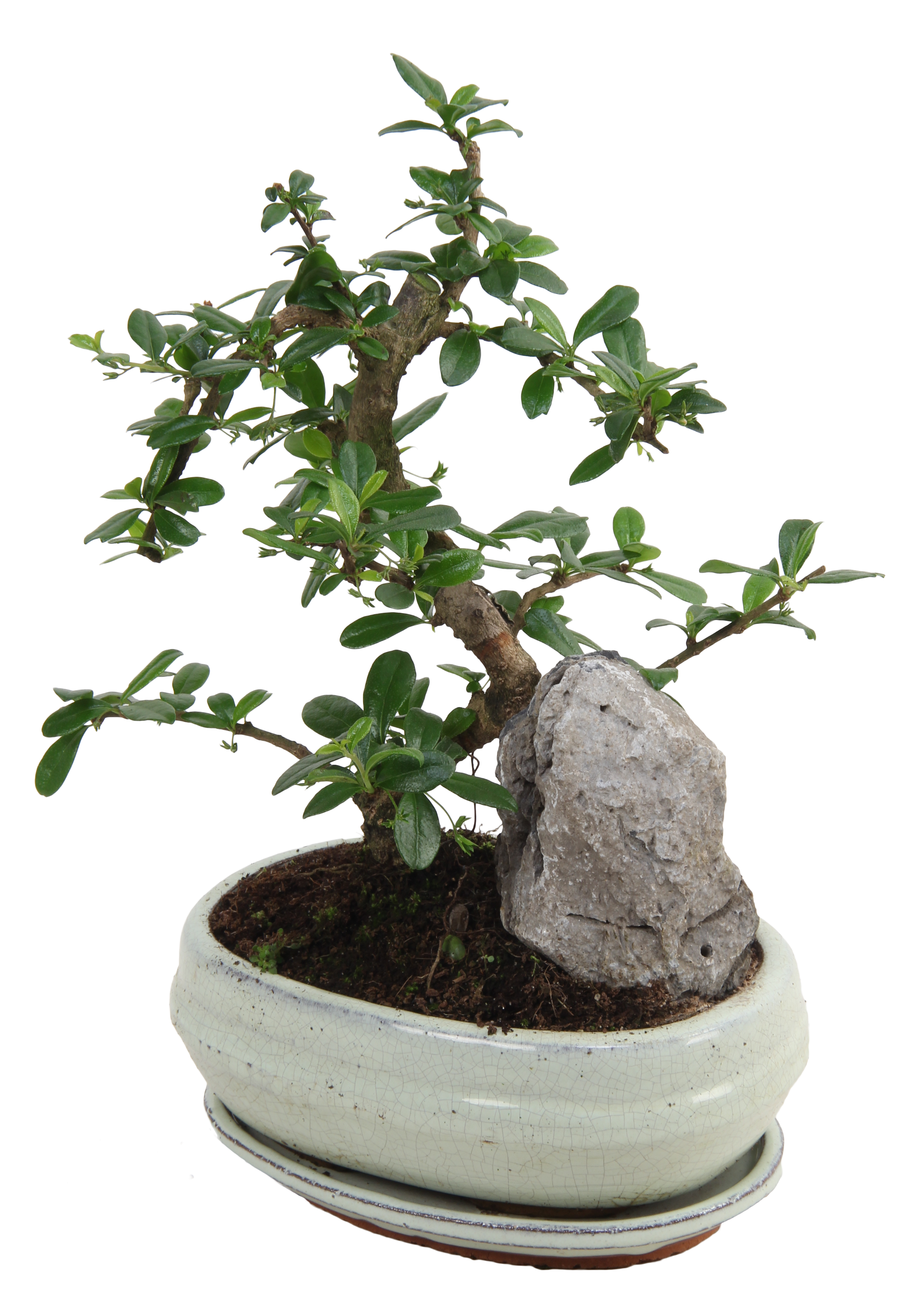 Bonsai mix 35 cm
