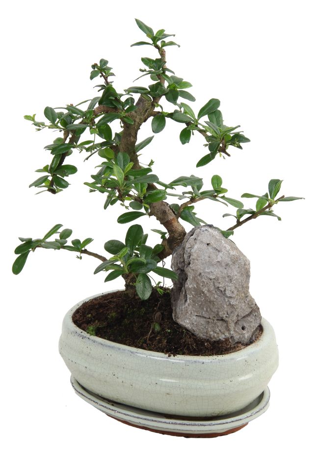 Drzewka bonsai na prezent | Leroy Merlin