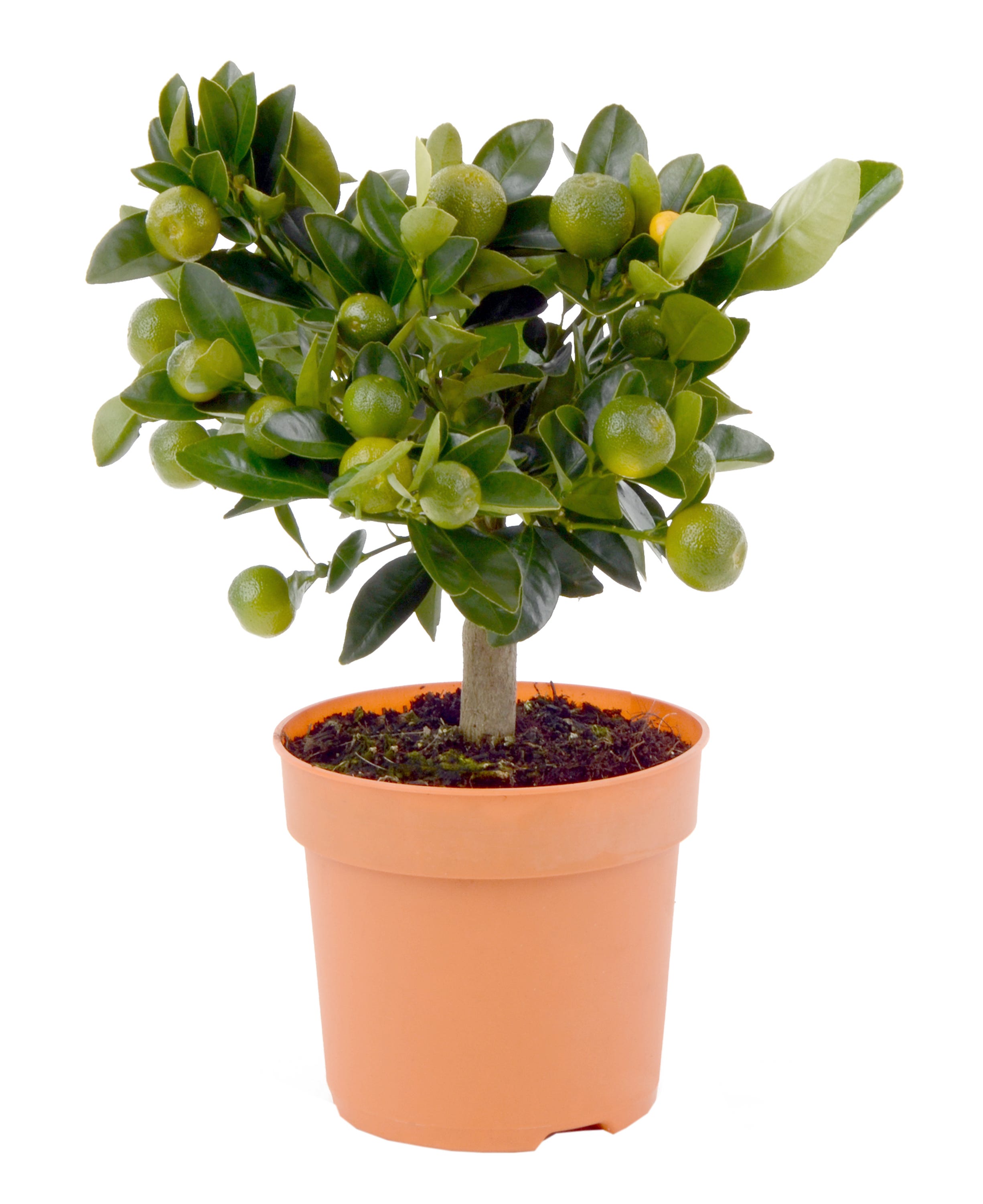 Cytrus mix 40-45 cm - Leroy Merlin