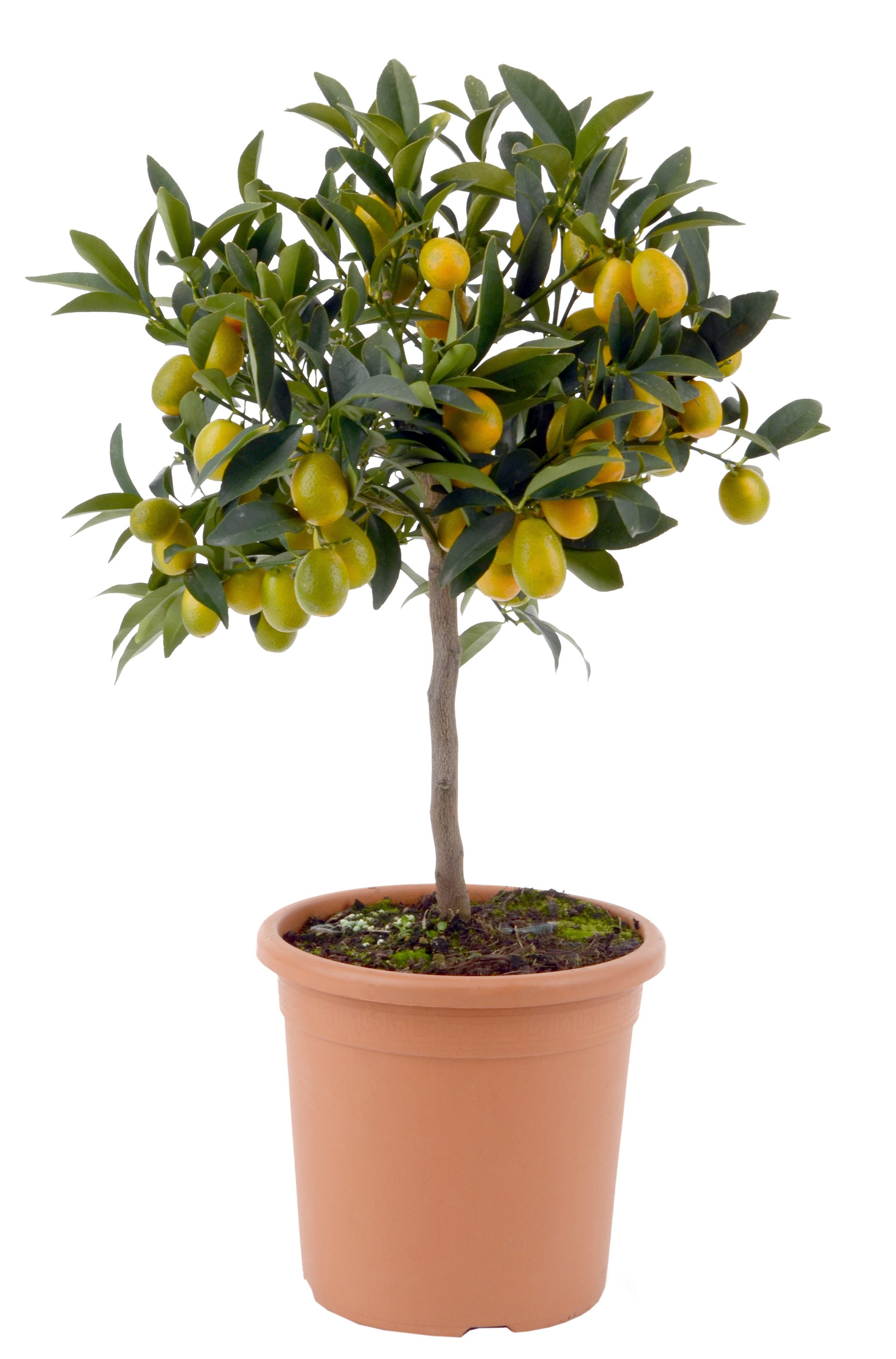 Cytrus forma pienna mix 70-80 cm - Leroy Merlin