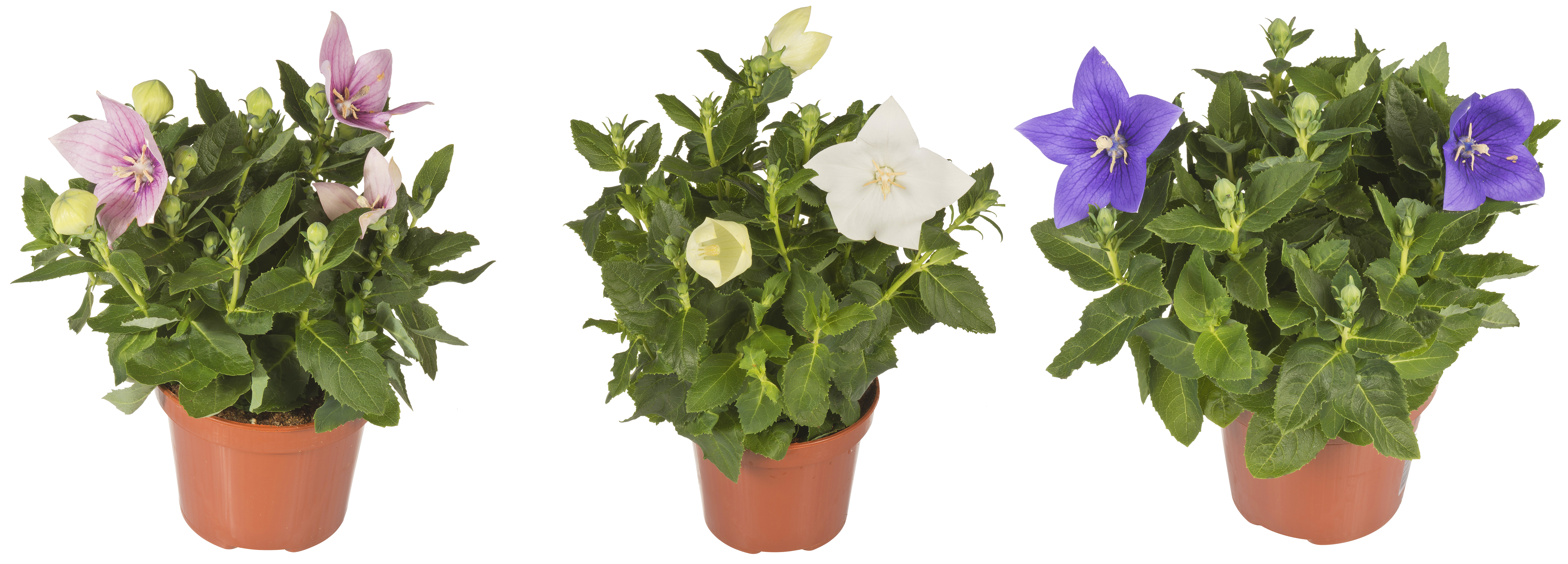 Platycodon Rozwar wielkokwiatowy 20 cm