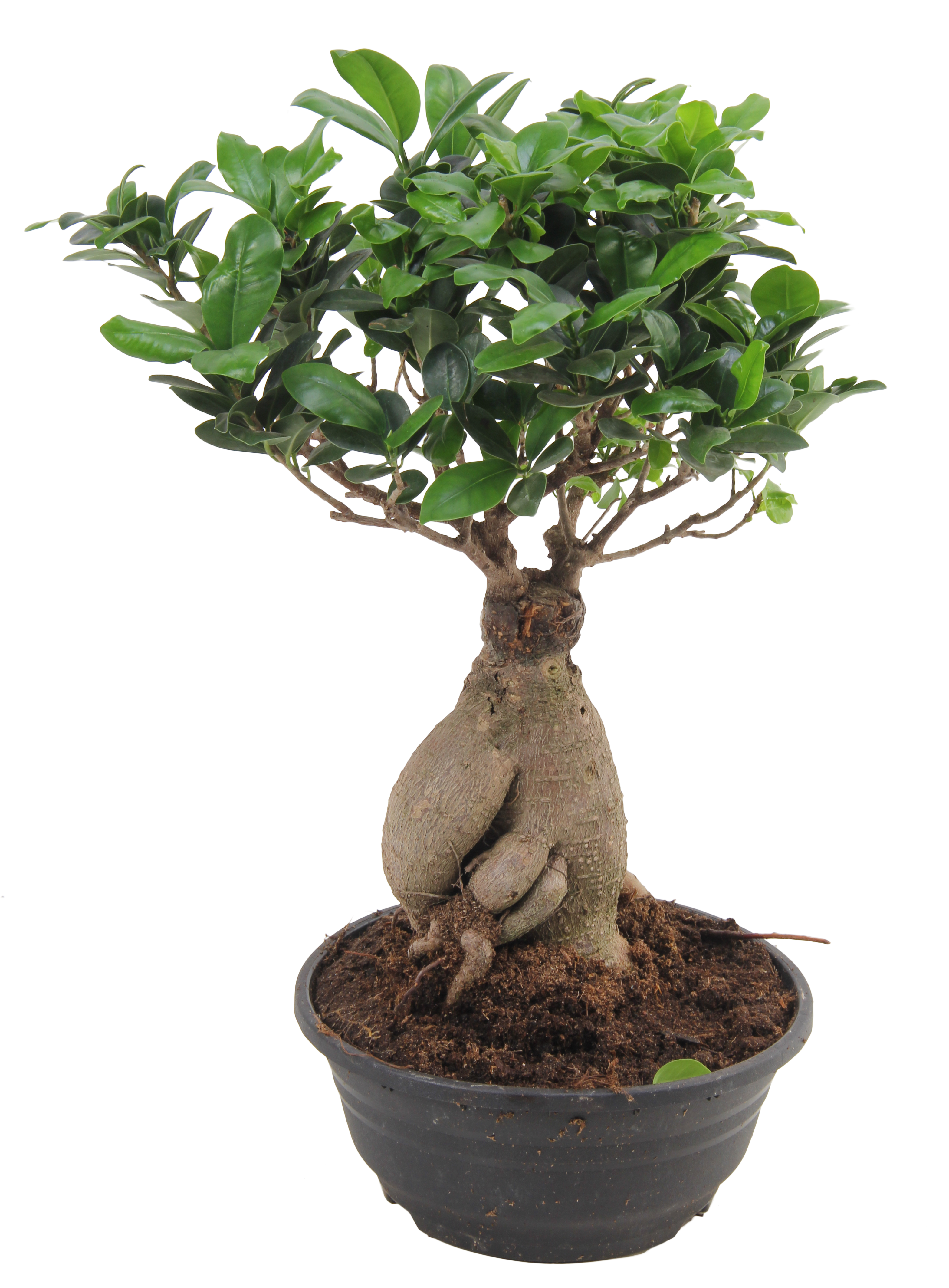 Bonsai Ficus Ginseng 40 cm