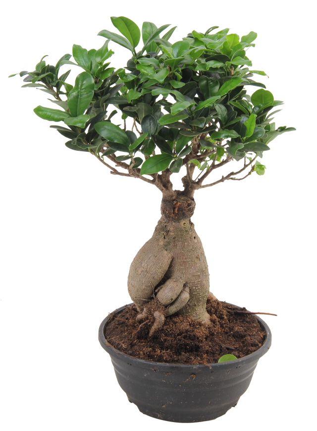 Drzewka bonsai - ficus giseng i wiele innych gatunkw
