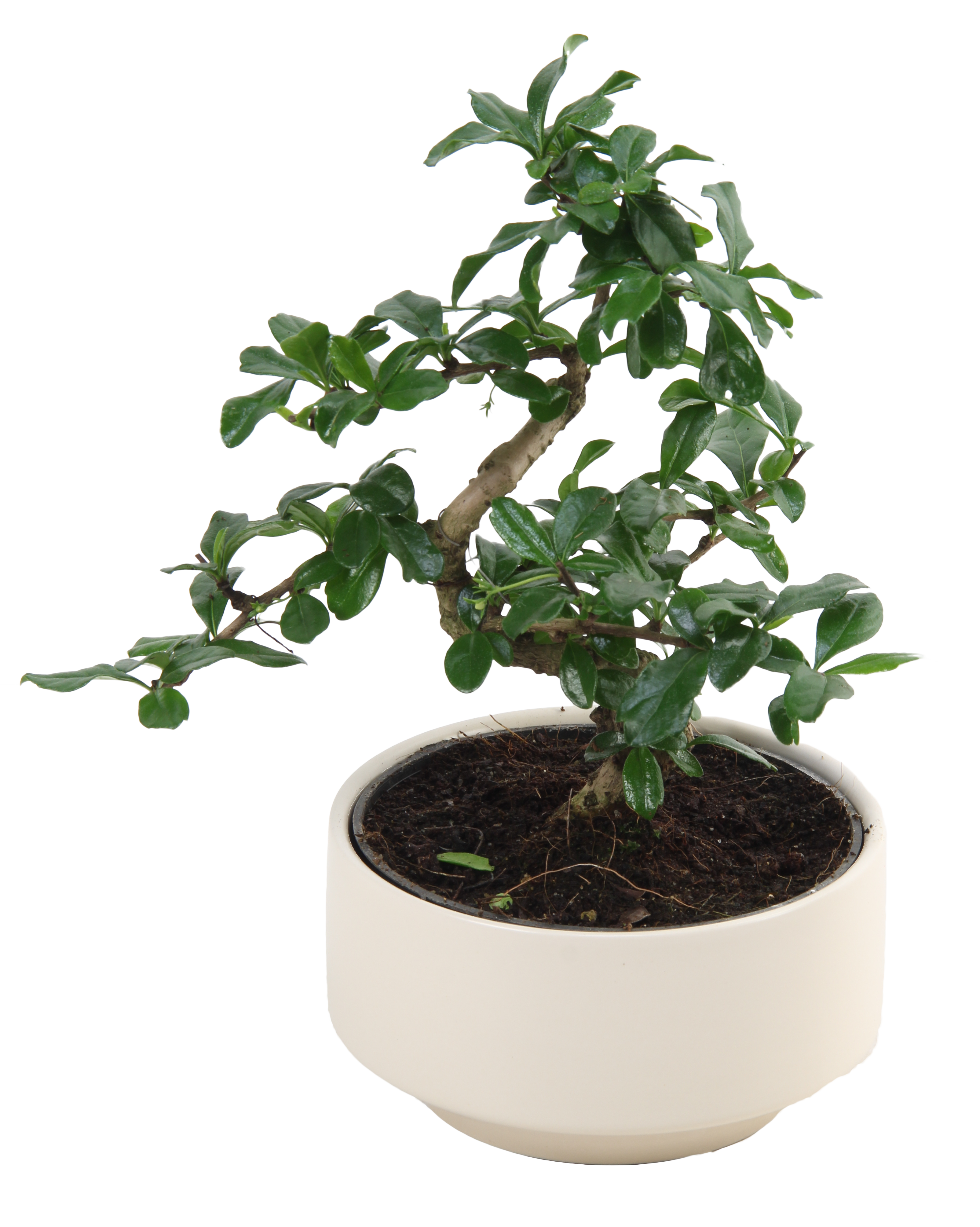Bonsai mix 30 cm