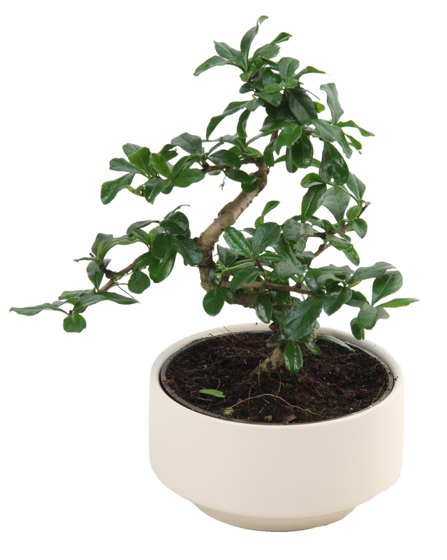 Bonsai w doniczkach | Leroy Merlin