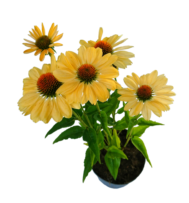 Jeżówka mix 30-40 cm