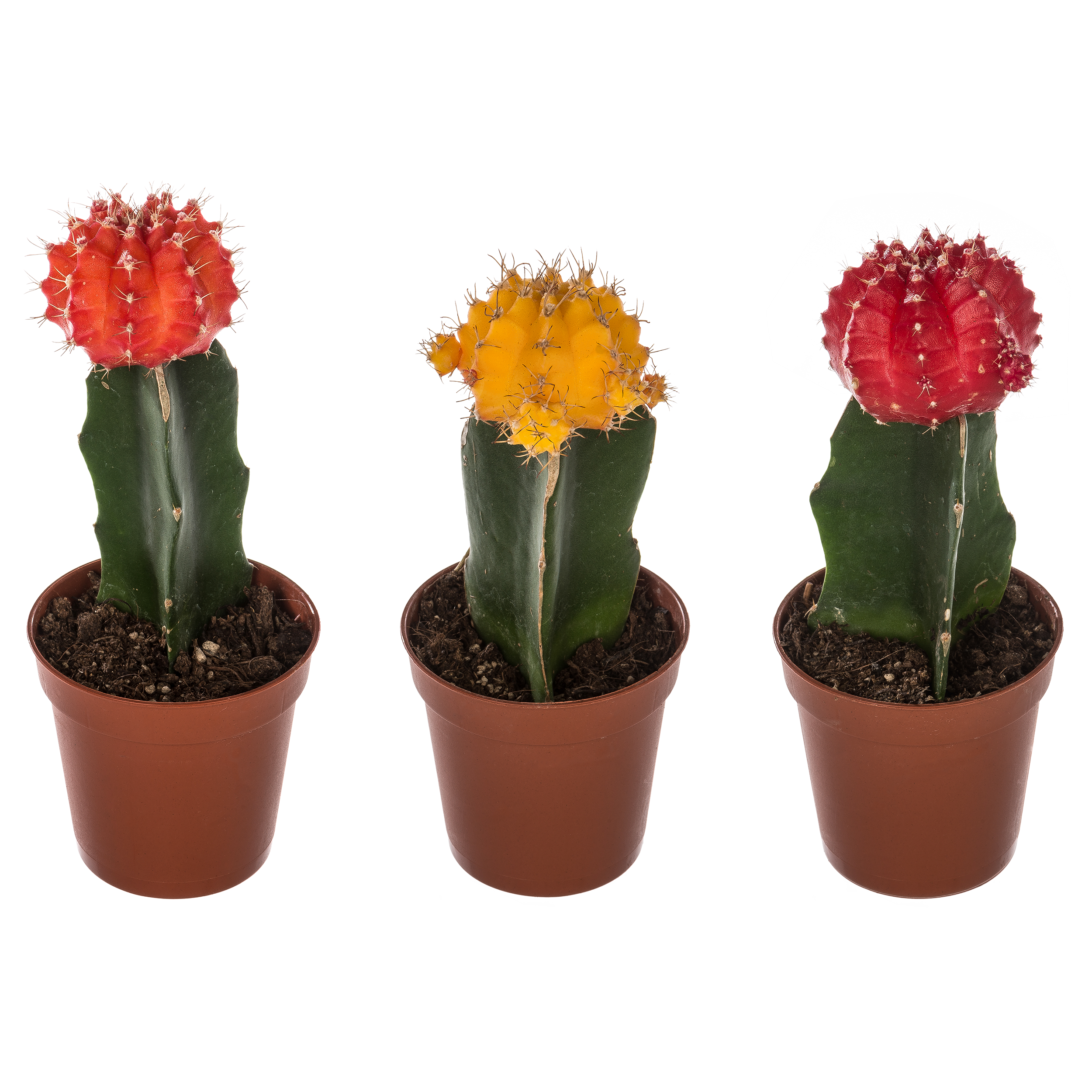 Kaktus Japan mix 15 cm - Leroy Merlin