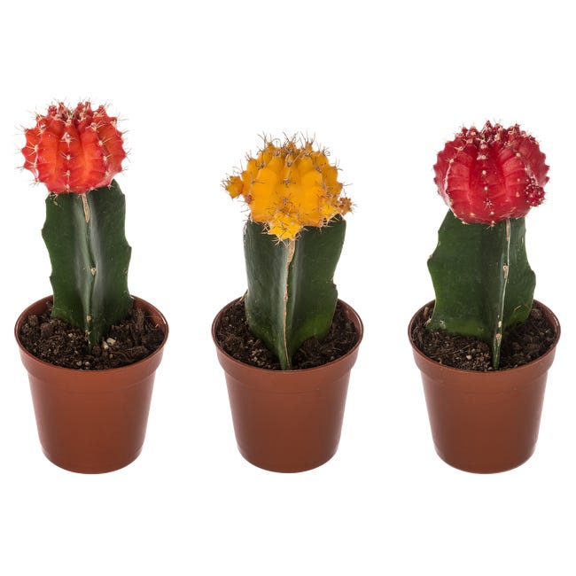 Kaktus Japan mix 15 cm - Leroy Merlin