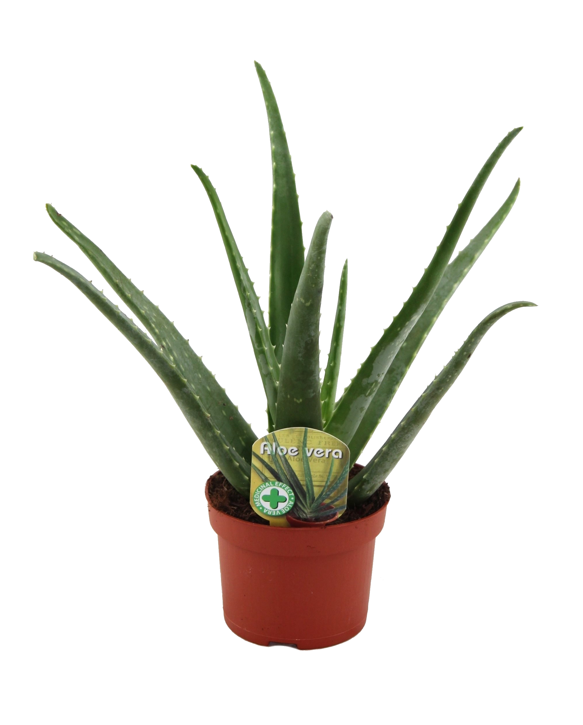 haargel aloe vera Aloe Vera Gel for Skin & Hair main image 0
