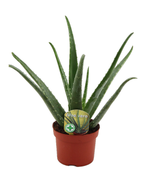 Aloes Zwyczajny 25-35 cm - Leroy Merlin