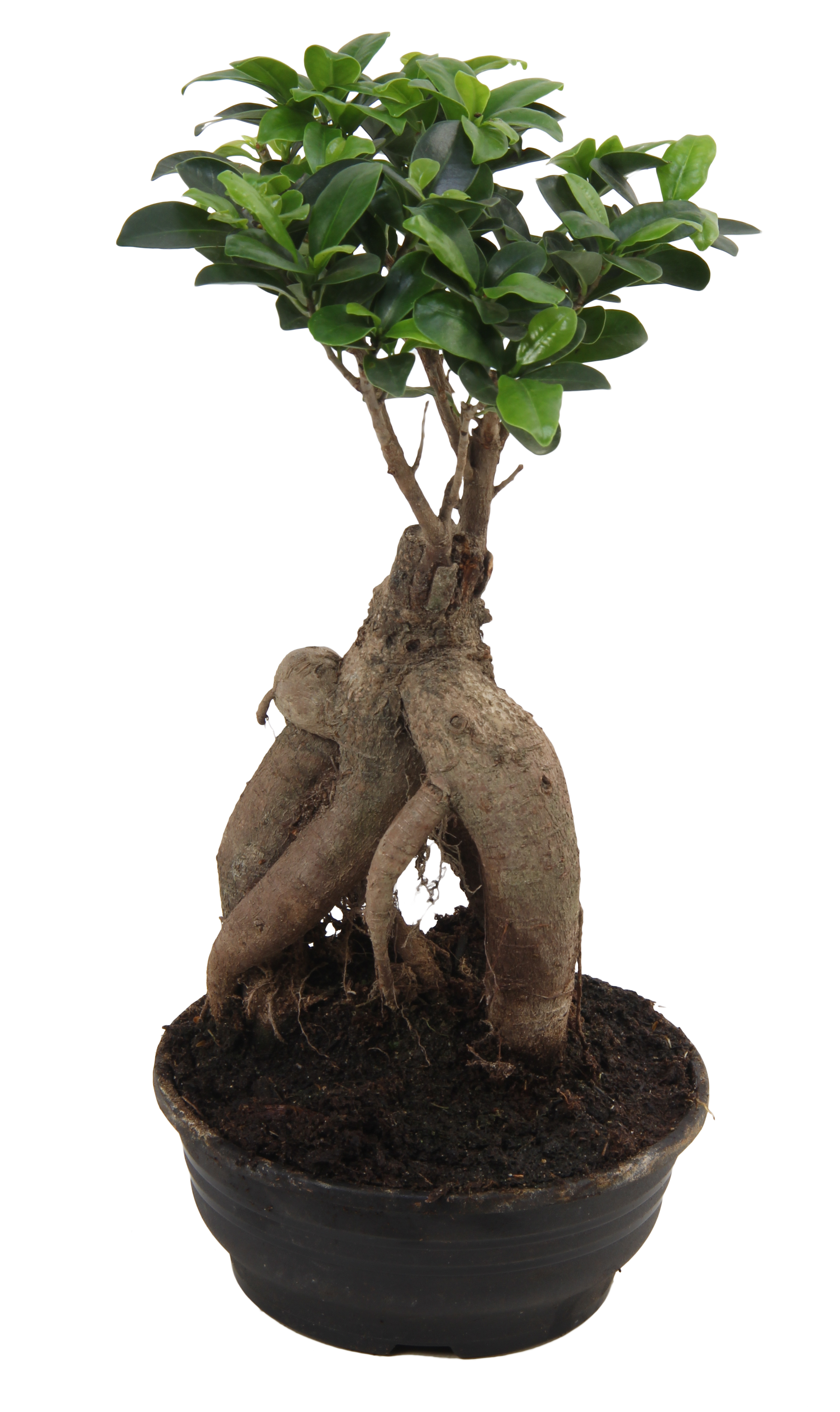 Bonsai Ficus Ginseng 40-45 cm