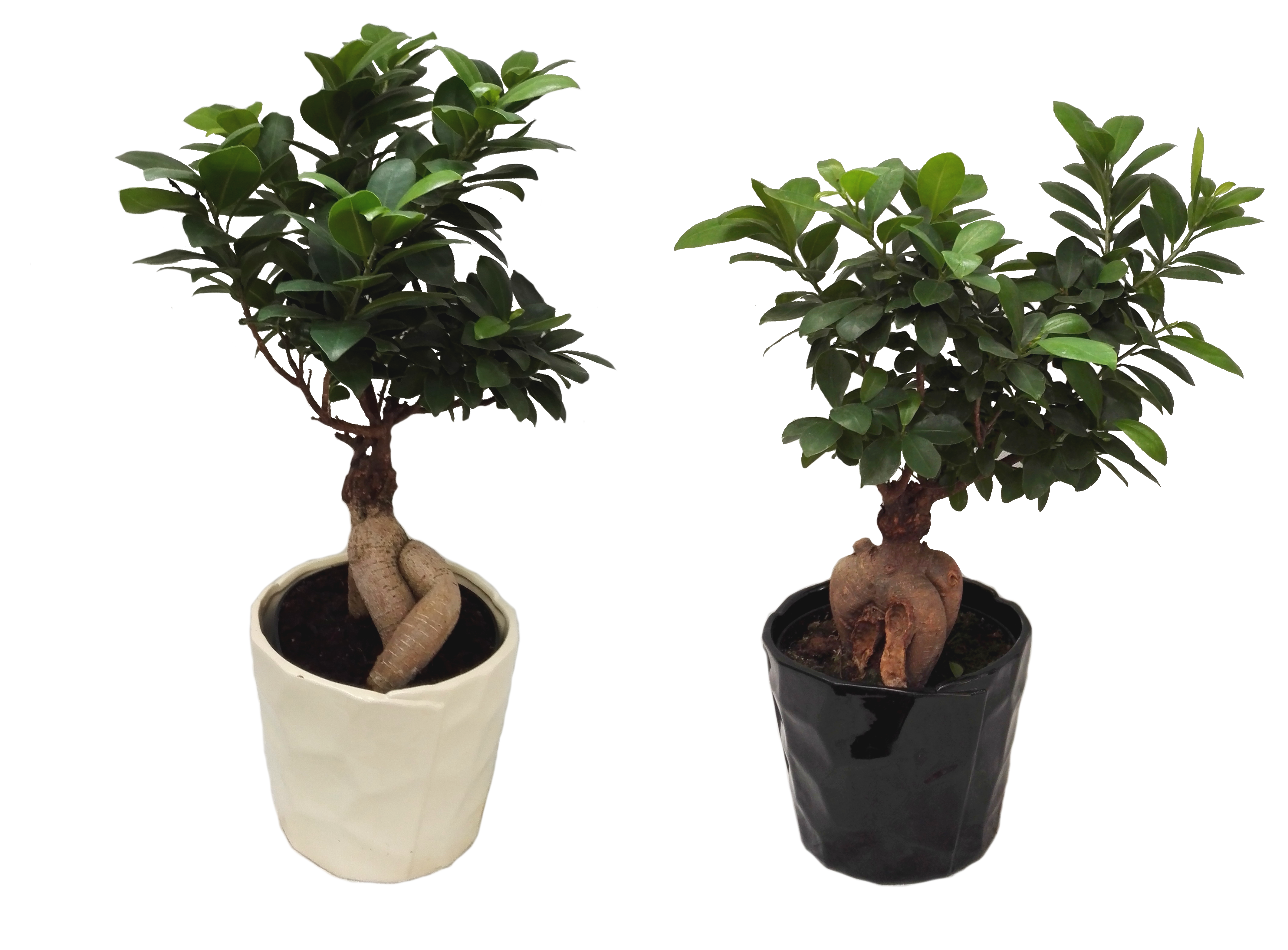 Bonsai Ficus Ginseng 40 cm