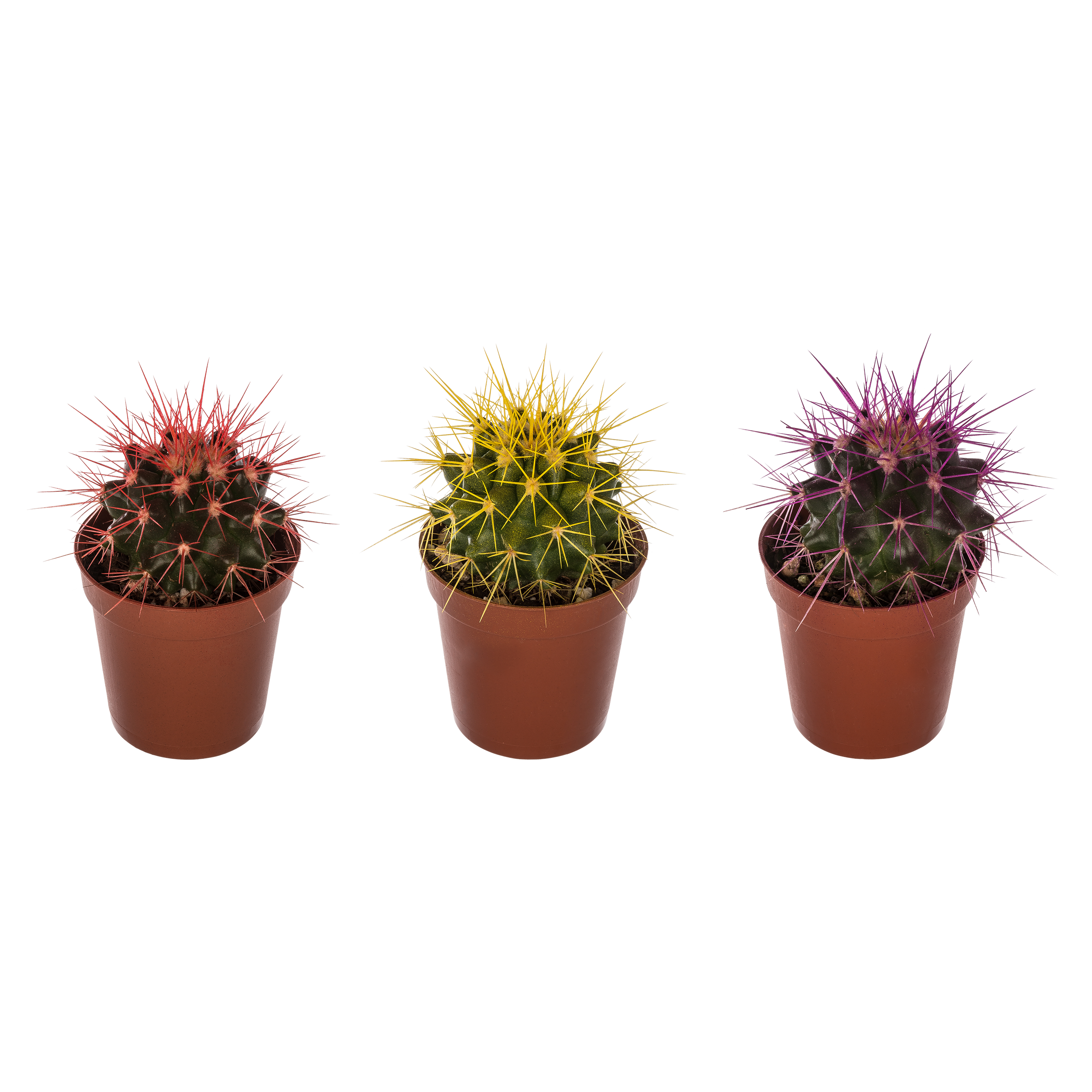 Echinokaktus Rainbow mix 5 cm