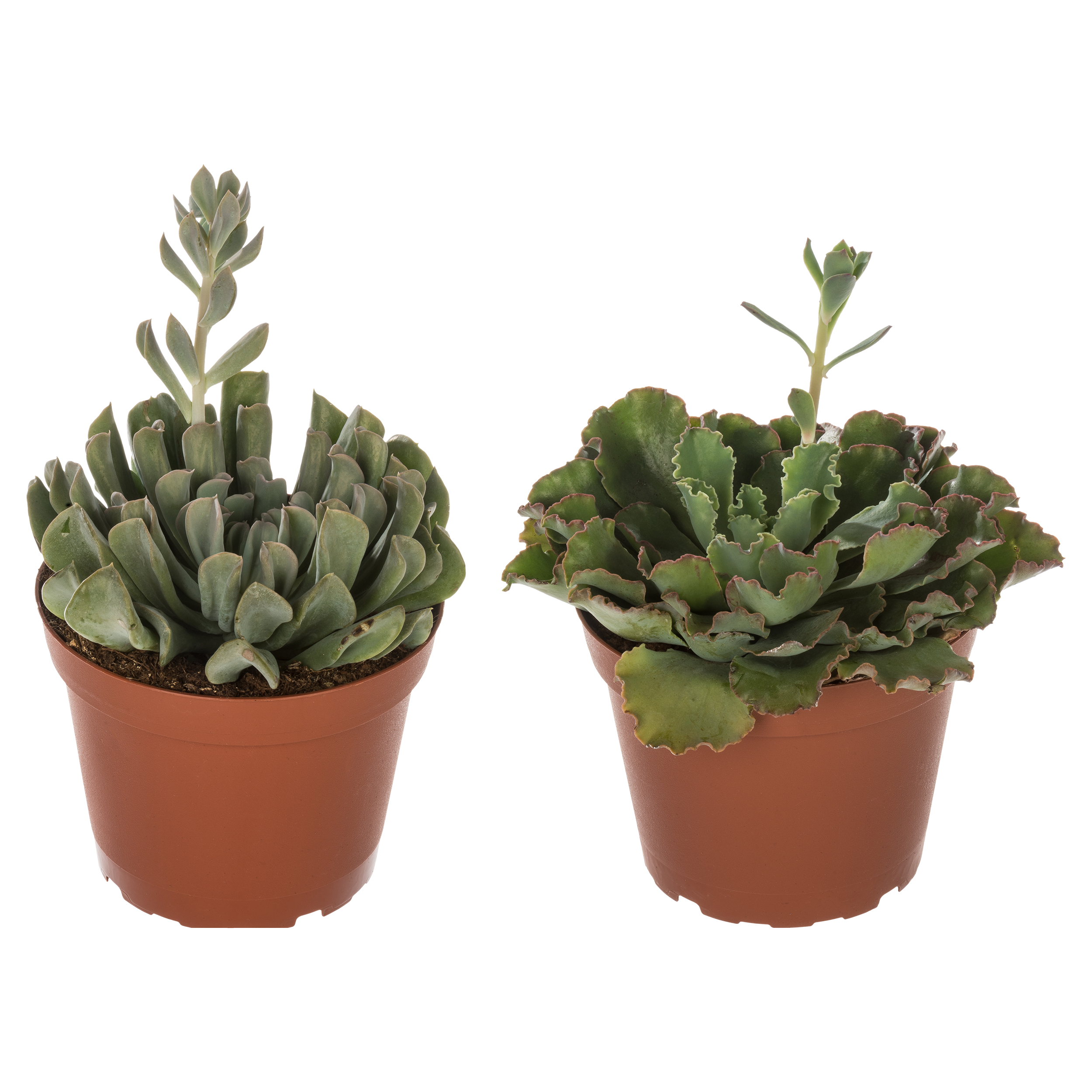 Sukulent mix 15-20 cm