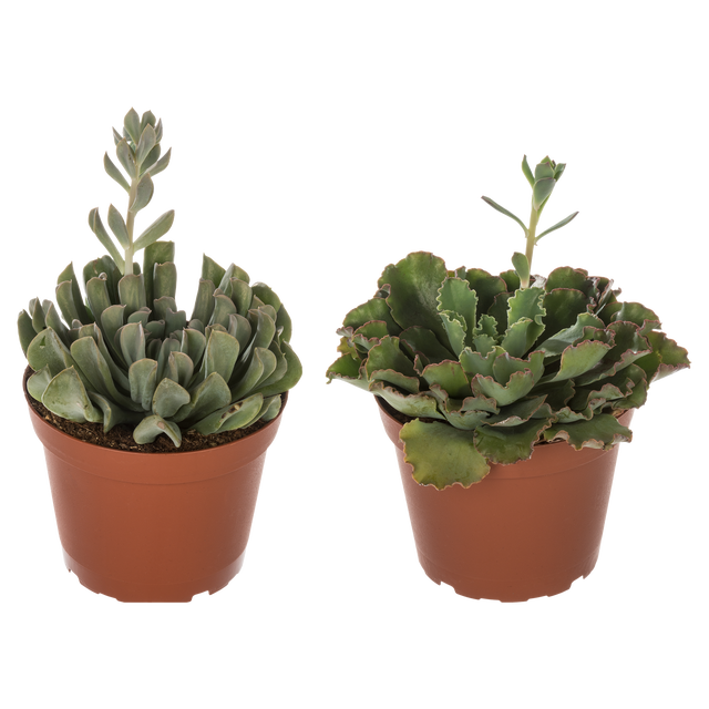 Sukulent mix 15-20 cm